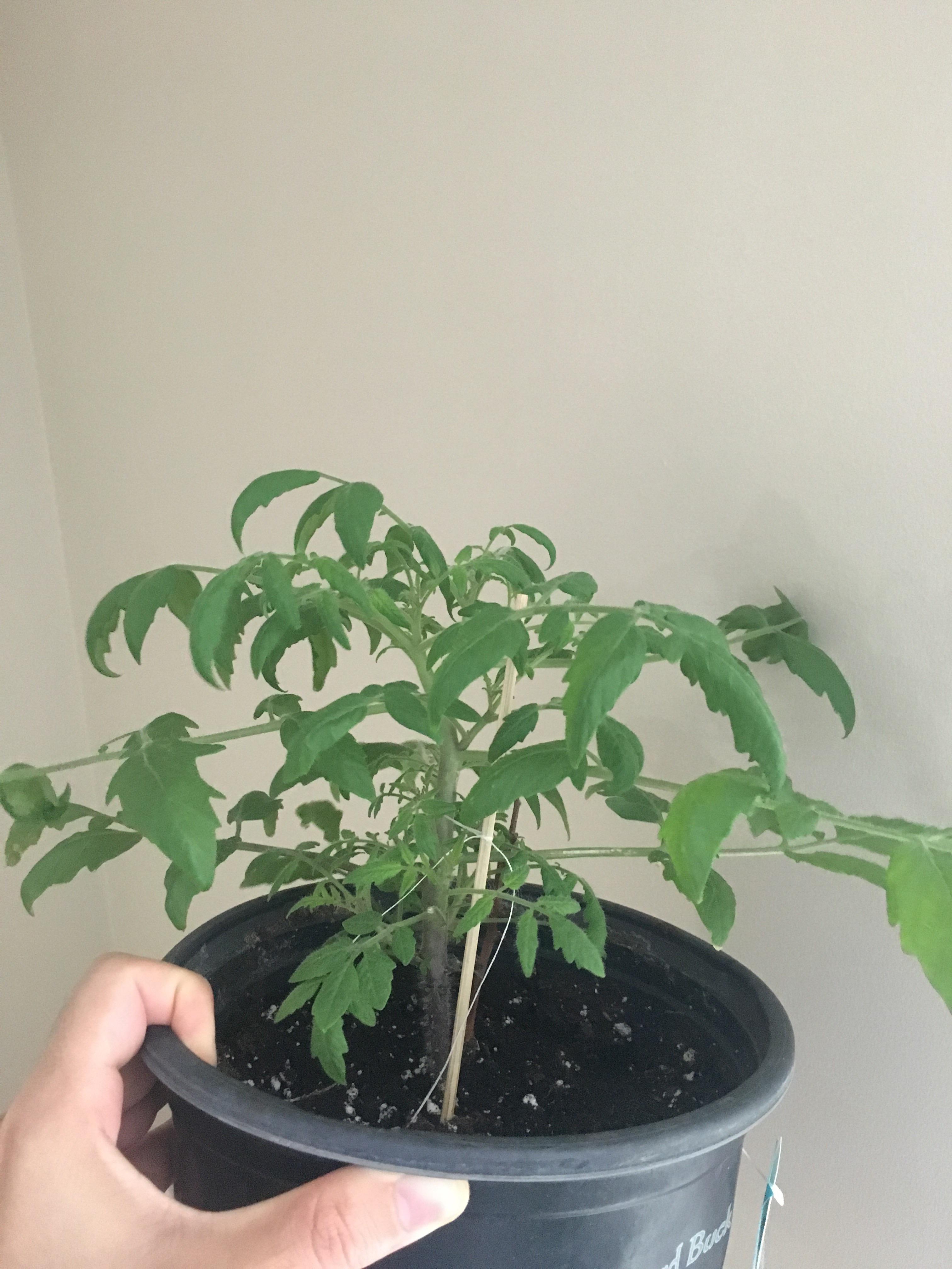 Tomato pruning advice. This tomato is growing mostly horizontally, and
