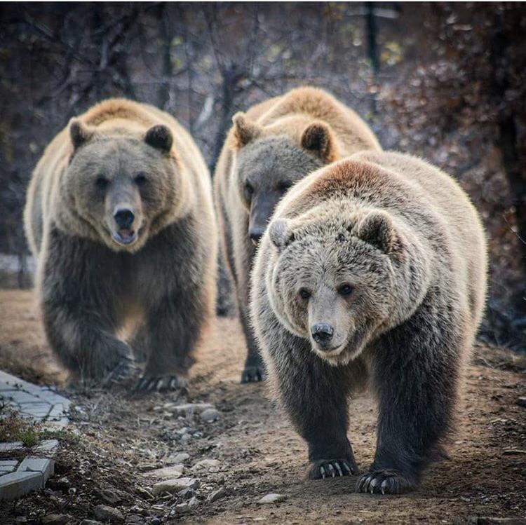The Bear Sanctuary in Prishtina, Kosovo. Pictured below is Ema, Oska