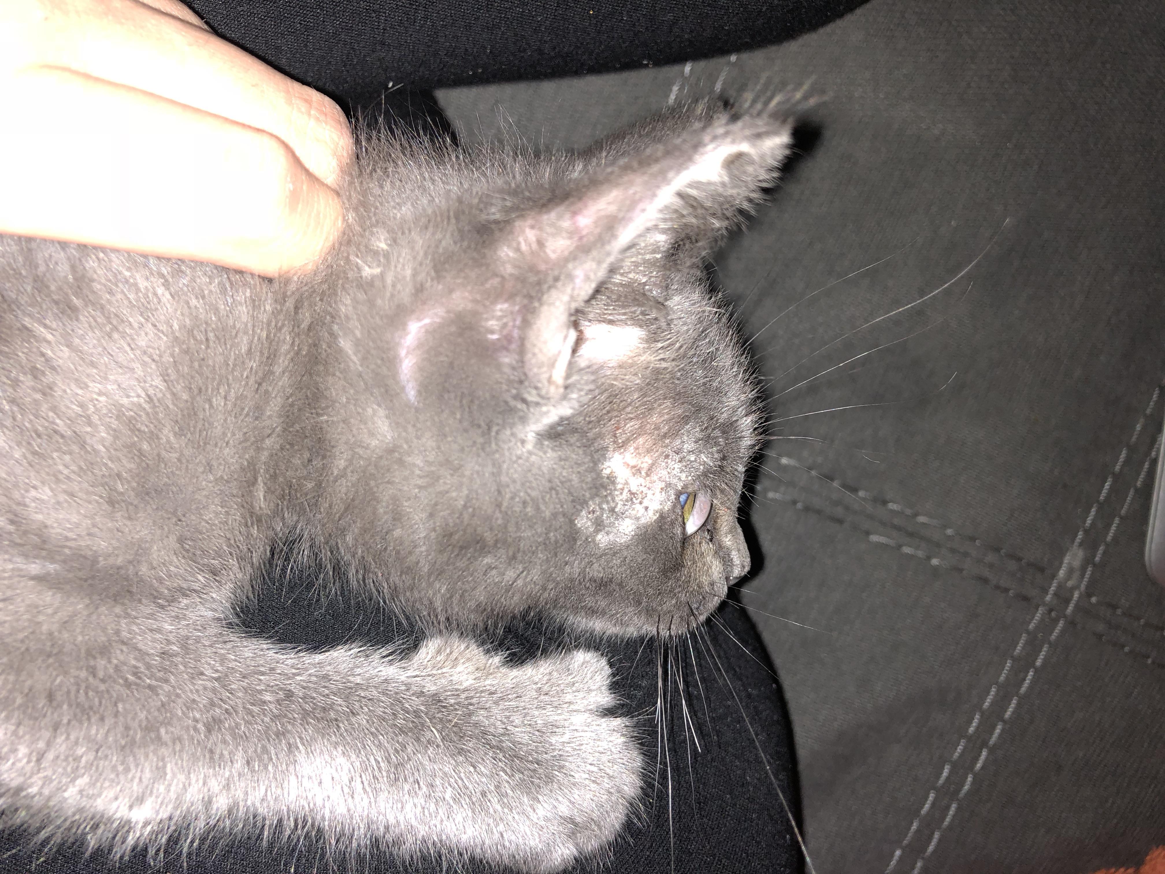 Need help! Cat is showing this random rash near her eye. Has some scabs