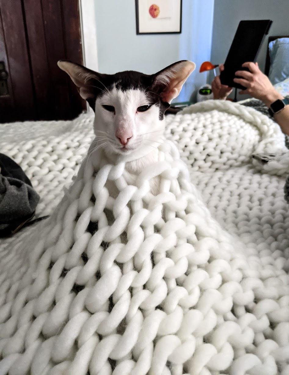 Had to get rid of the blanket, but at least I got one pic of Miss Olive