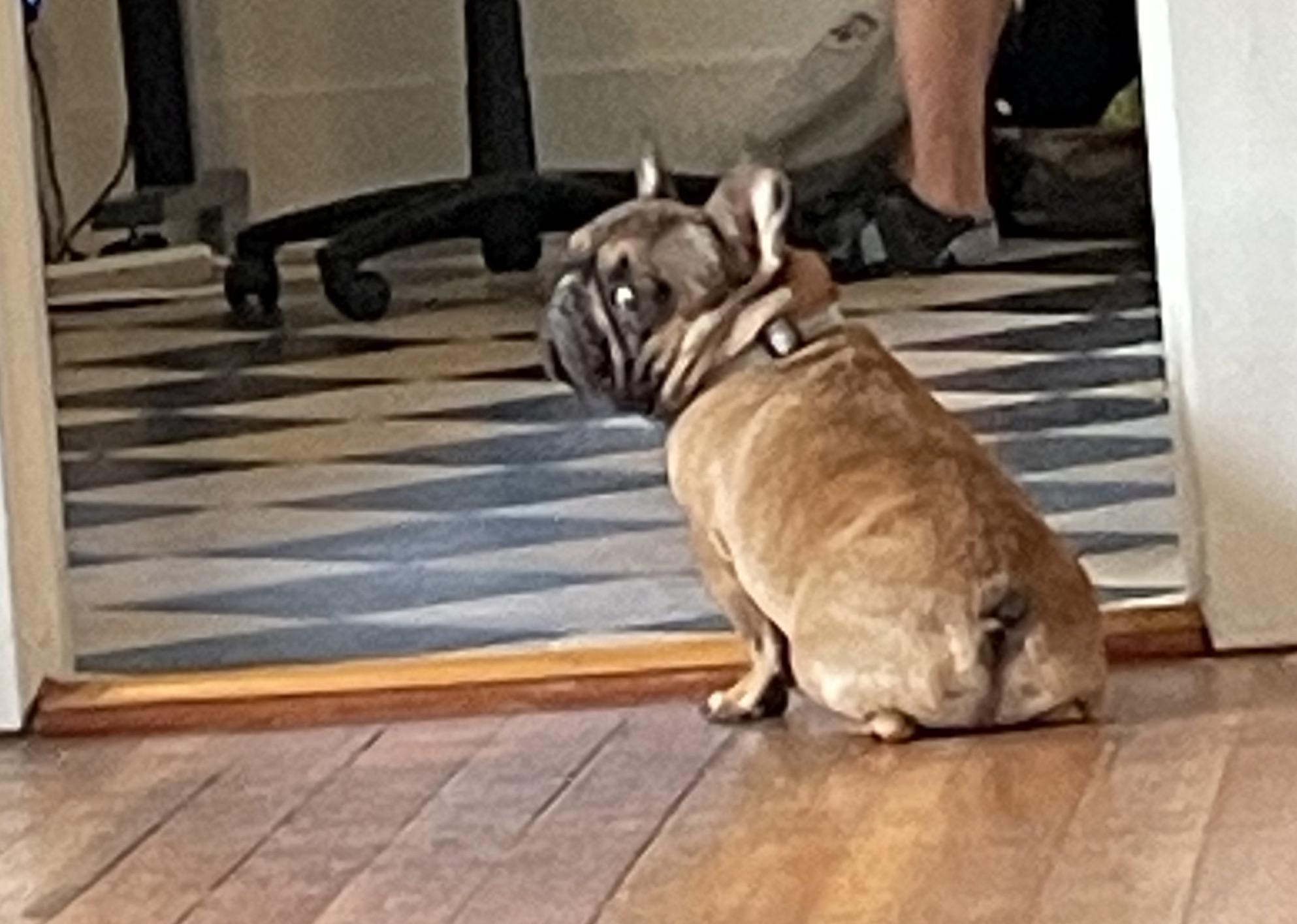 What is the best food to feed your frenchie? Does anyone who has