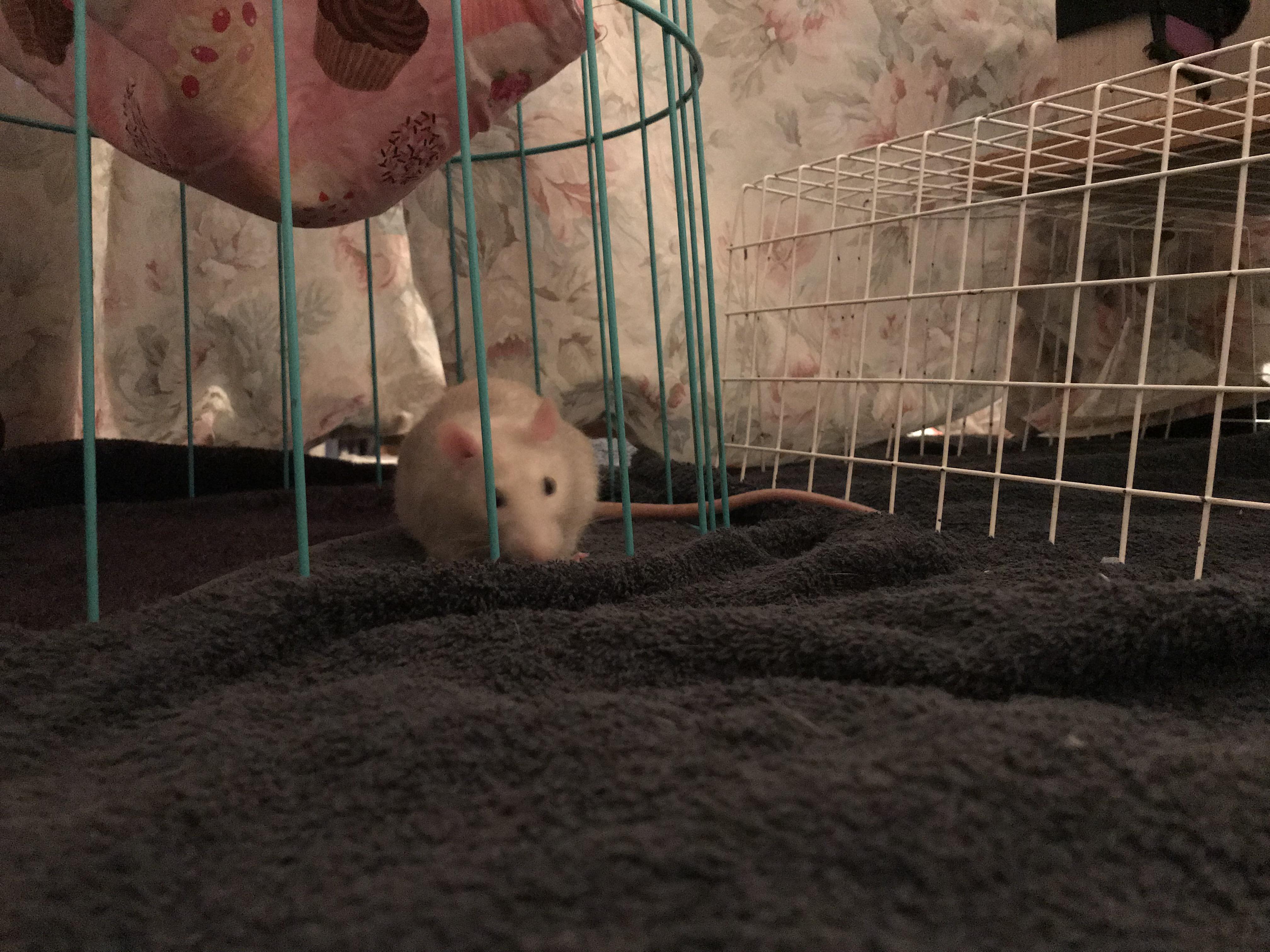 Twirlson update! Bad picture but you can really see how much Twirlsons