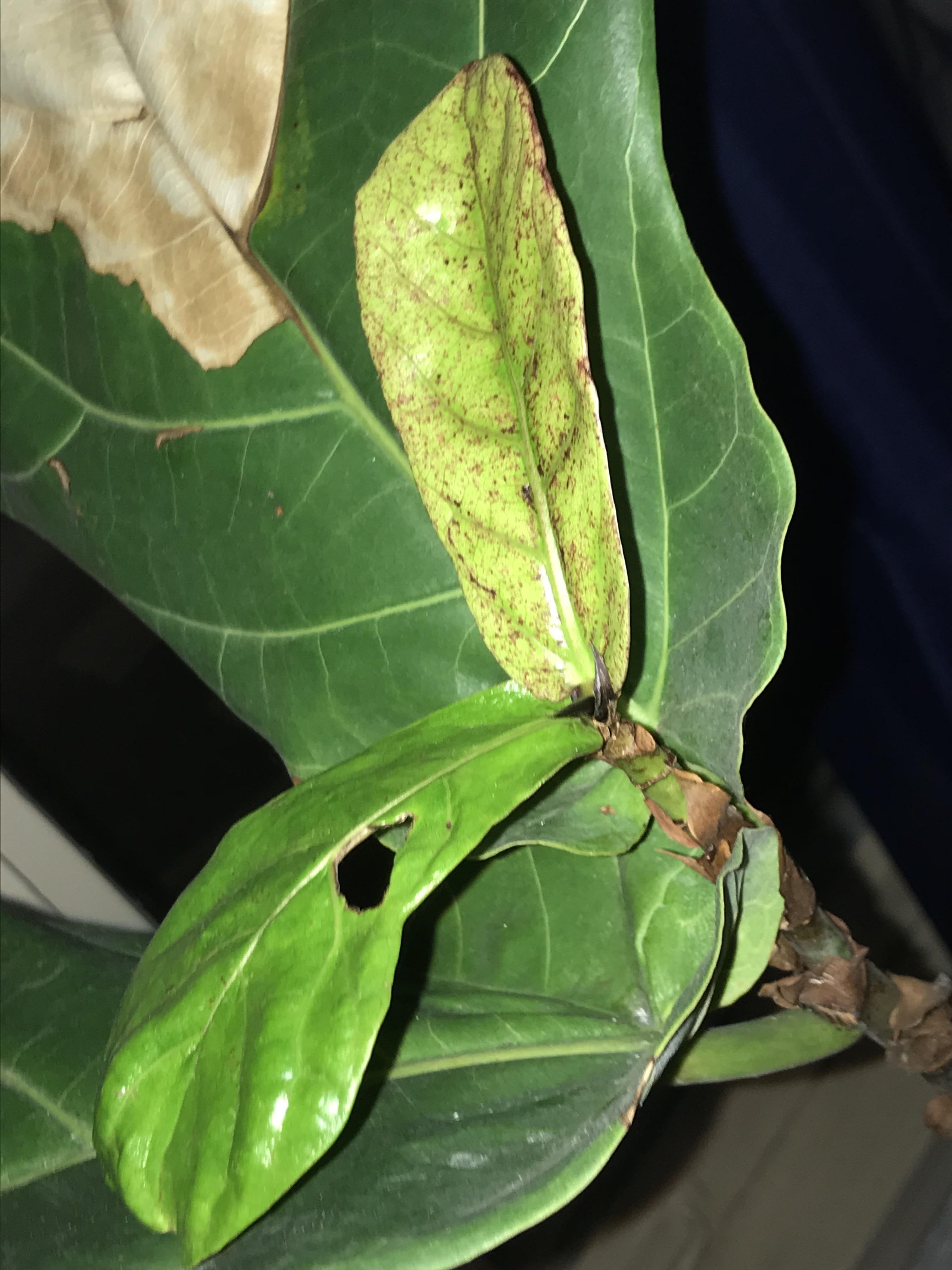 Sap on fiddle fig and I have a croton plant that had spider mites. What