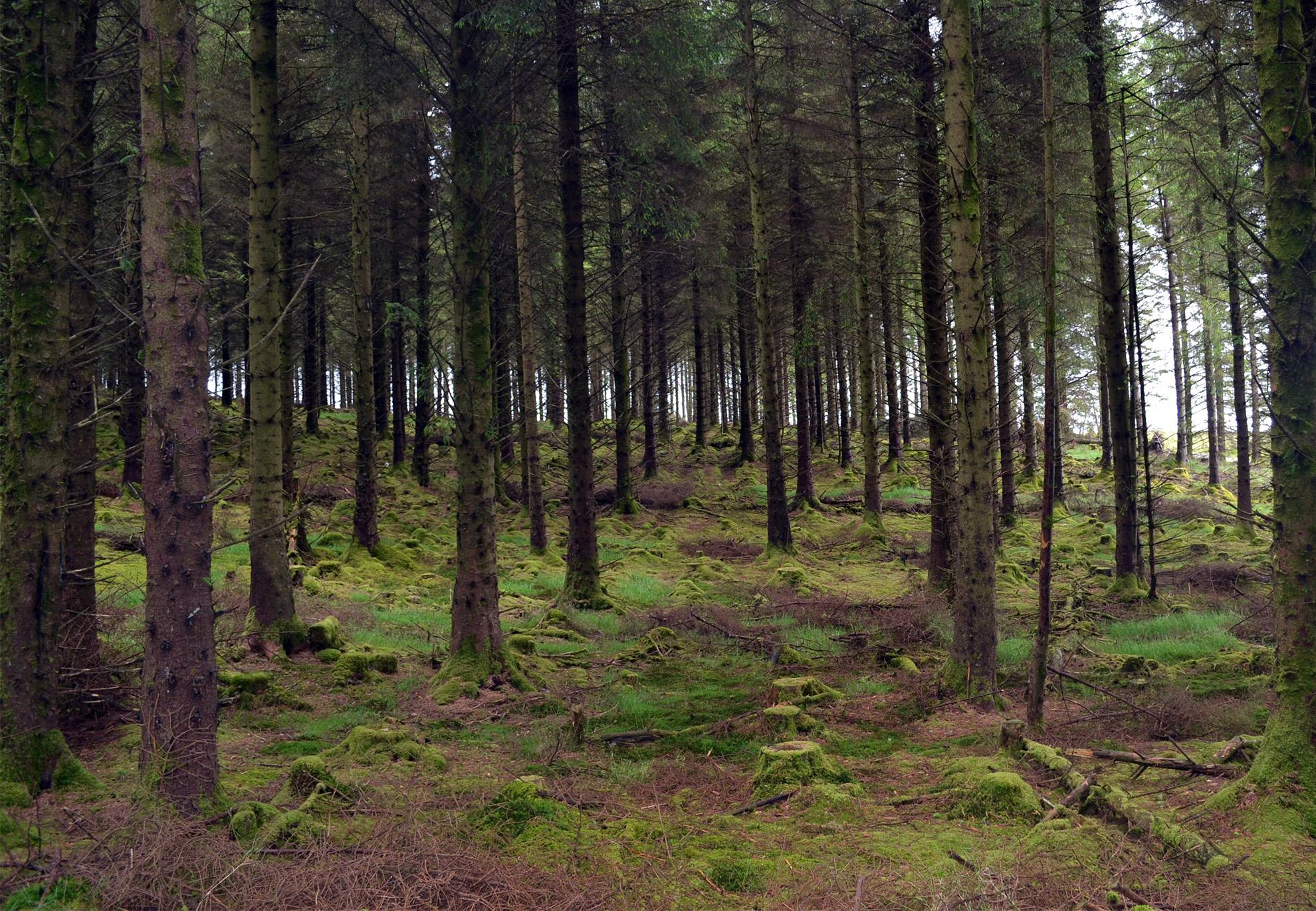 Lost in a Forest, Co. Wicklow, Ireland [OC][1980x1370] r/EarthPorn