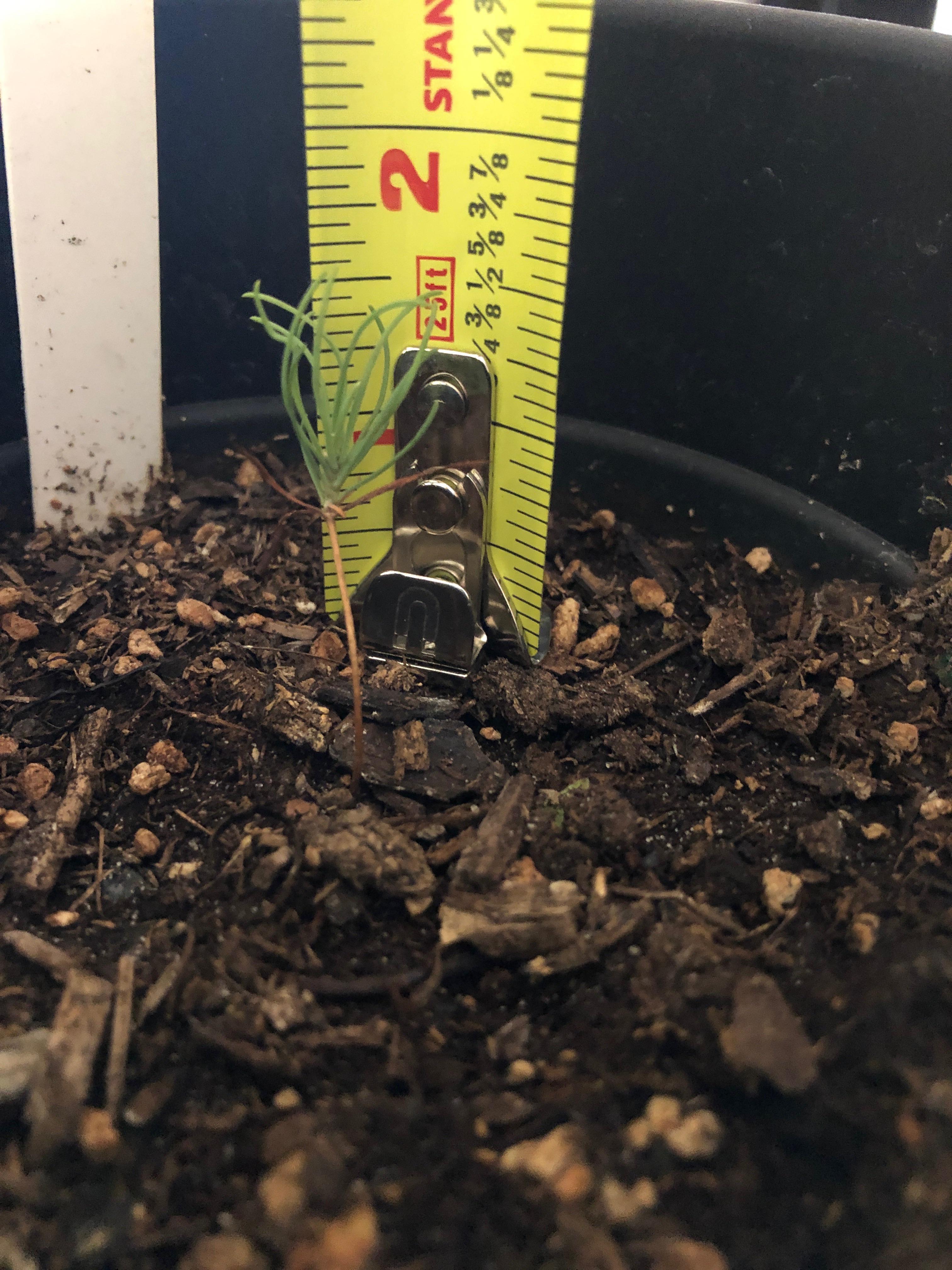 My Pinus bonsai I’ve grown from seedling stopped growing at this height