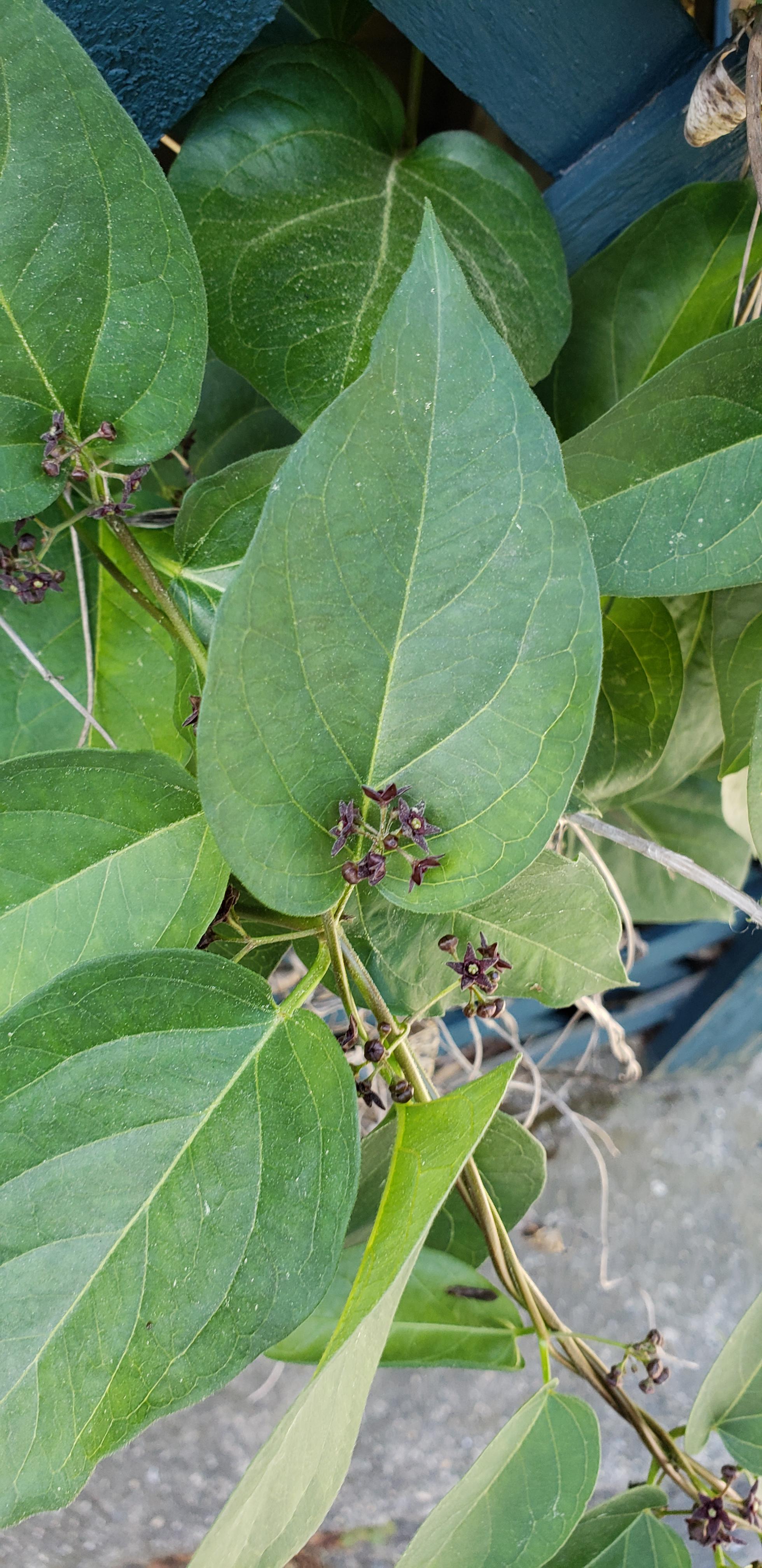 Vine (?) with small dark purple flowers : r/whatsthisplant