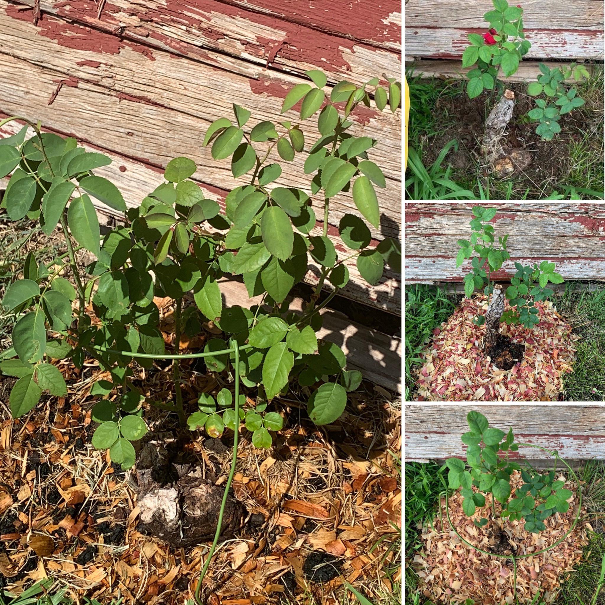 Rose rehab r/Roses