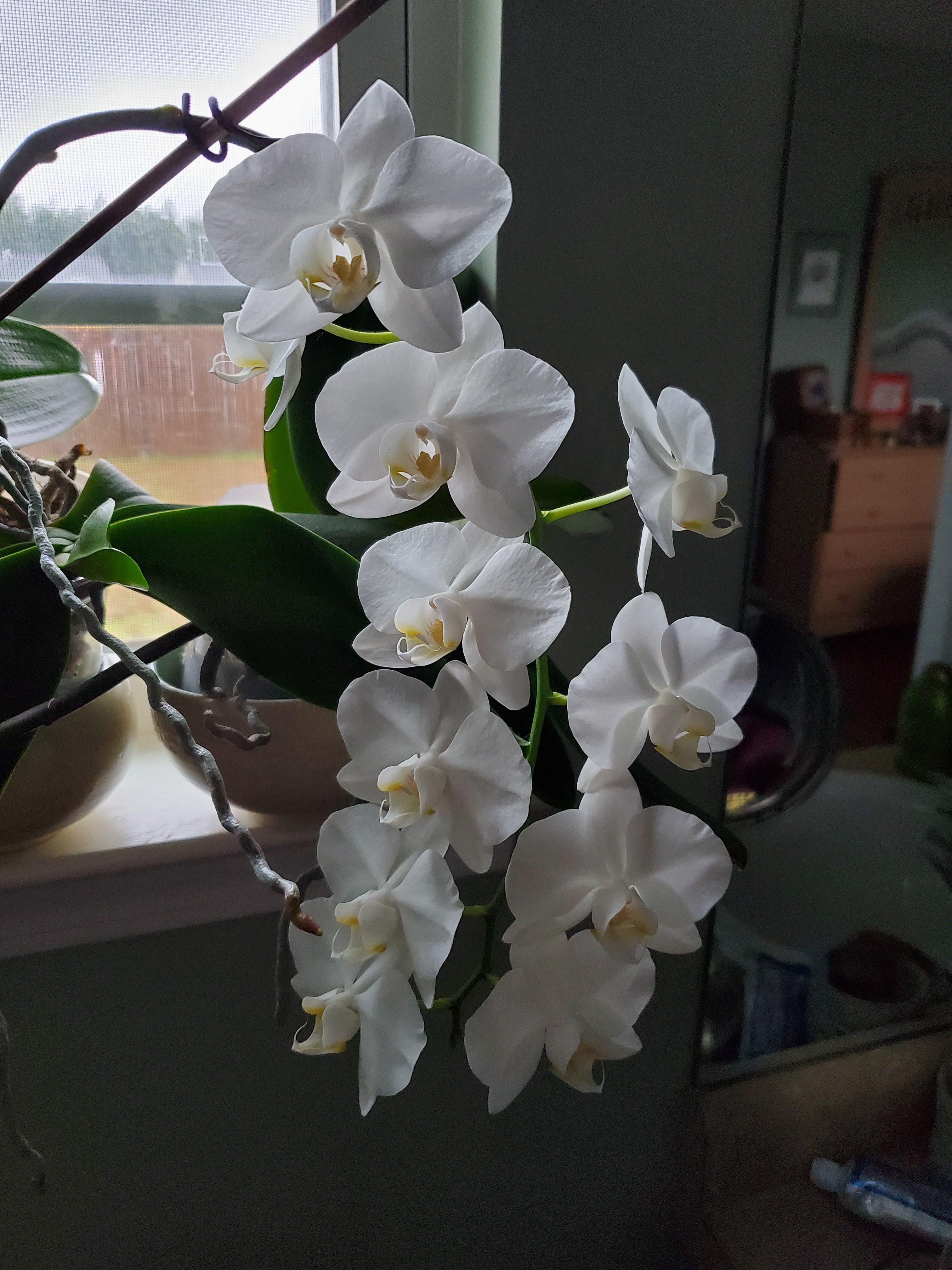 This is my first orchid I purchased from home depot on Dec. 31, 2018