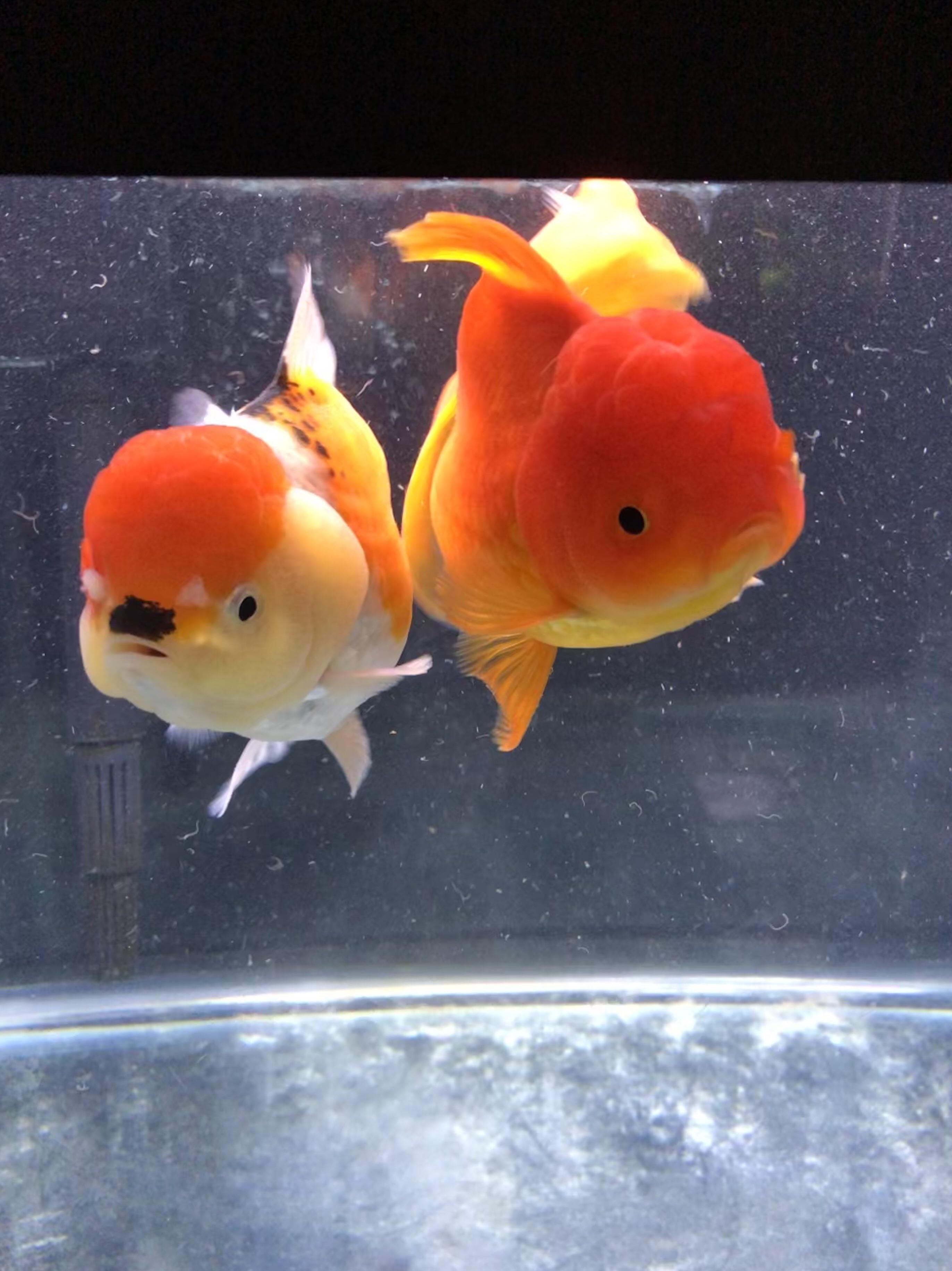 Best friends r/Goldfish