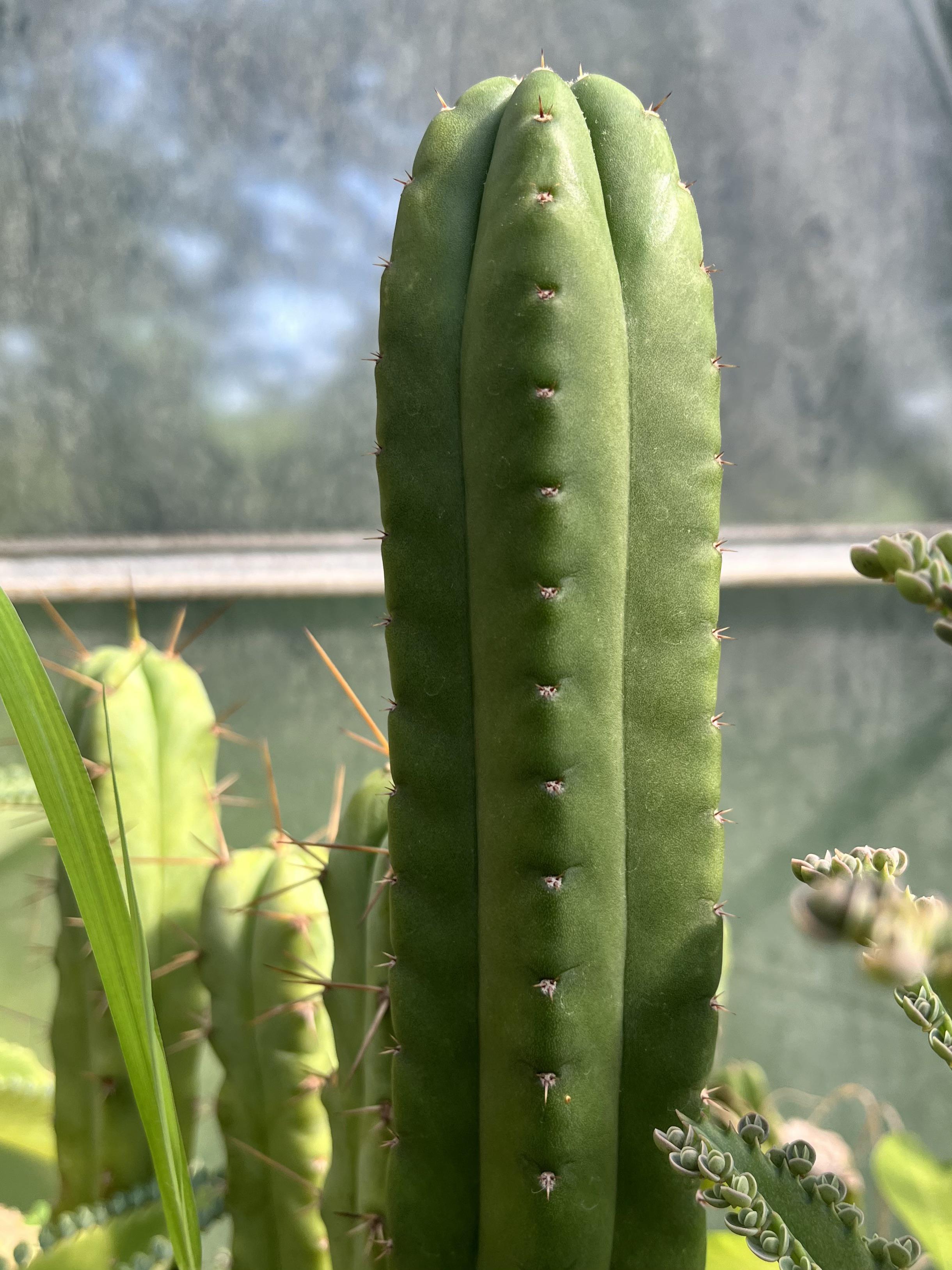 echinopsis pachanoi r/sanpedrocactus