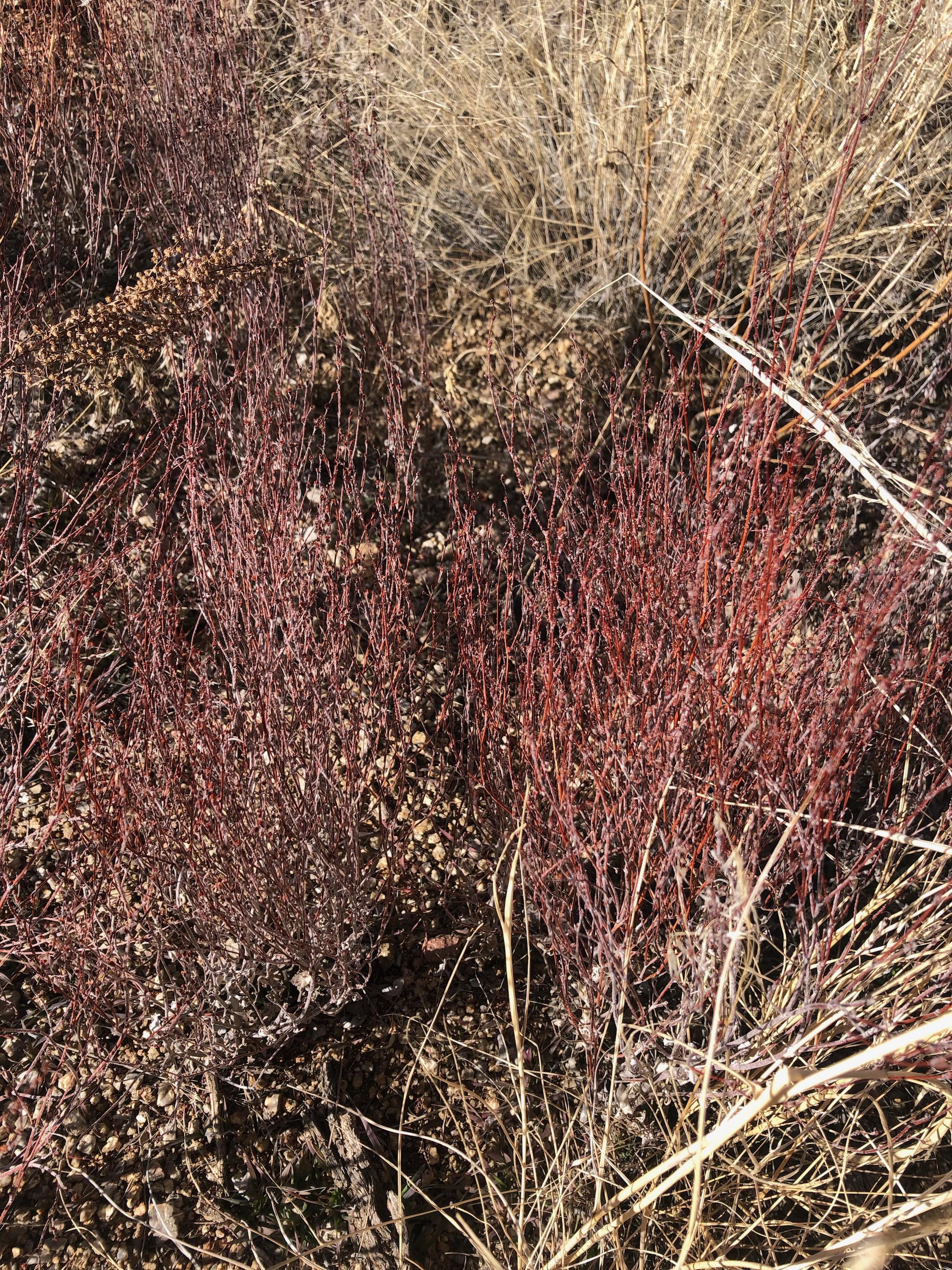 In Albuquerque what are these reddish plants? They are beautiful in