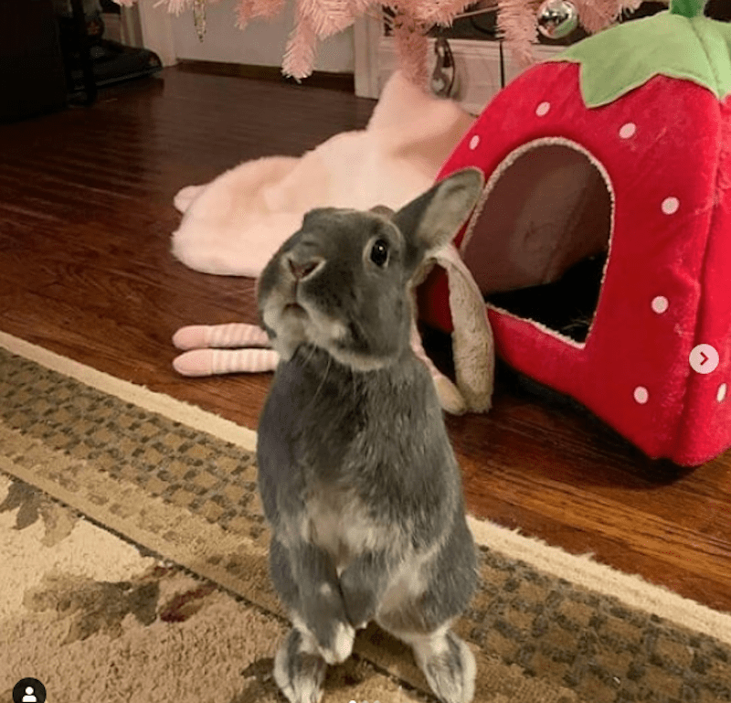 Help little Peanut if you can Gi Stasis Rabbits