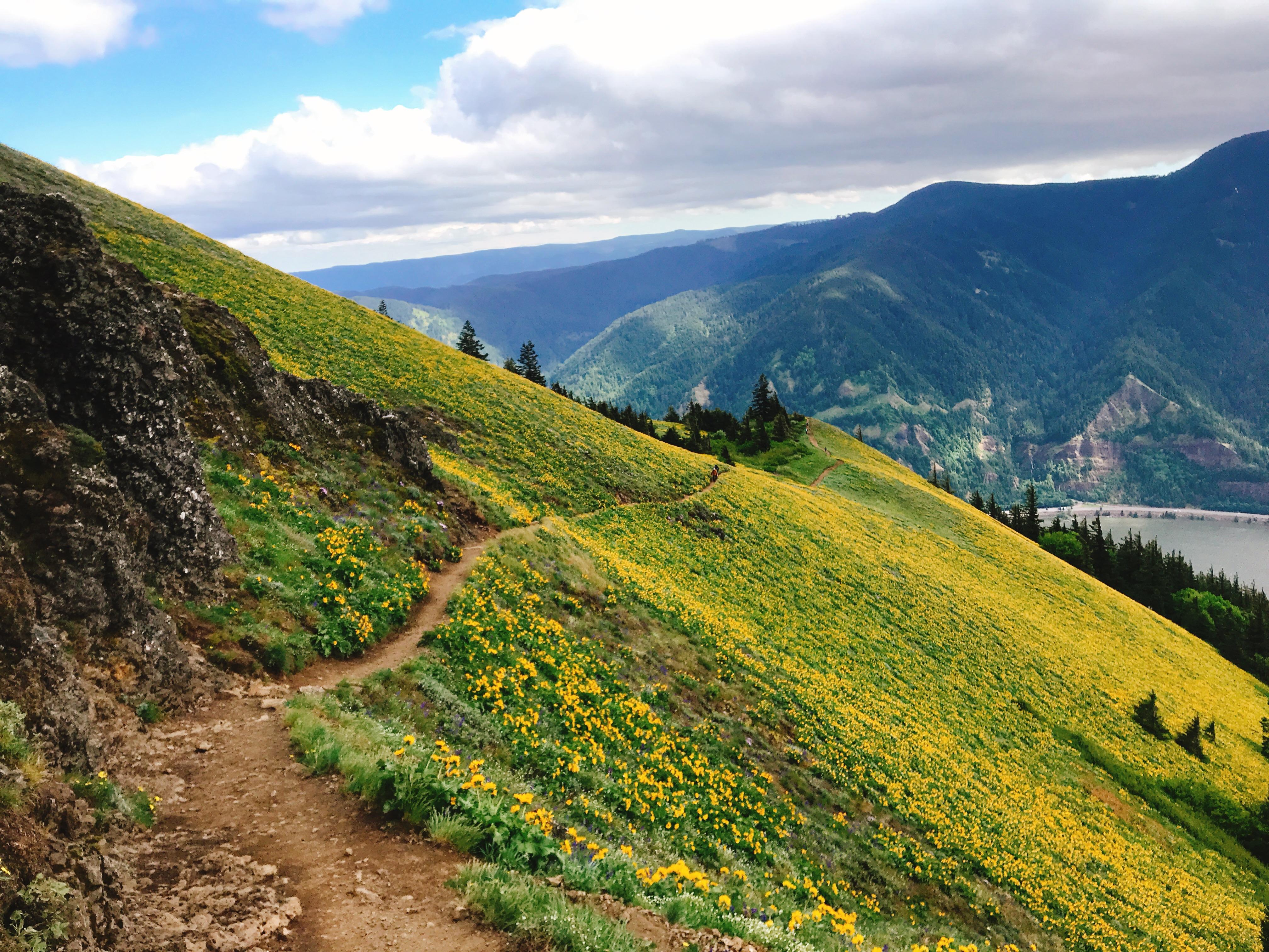 Had an amazing hike at Dog Mountain in White Salmon, WA a few weeks ago