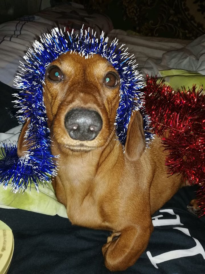Happy New Year! dachshunds