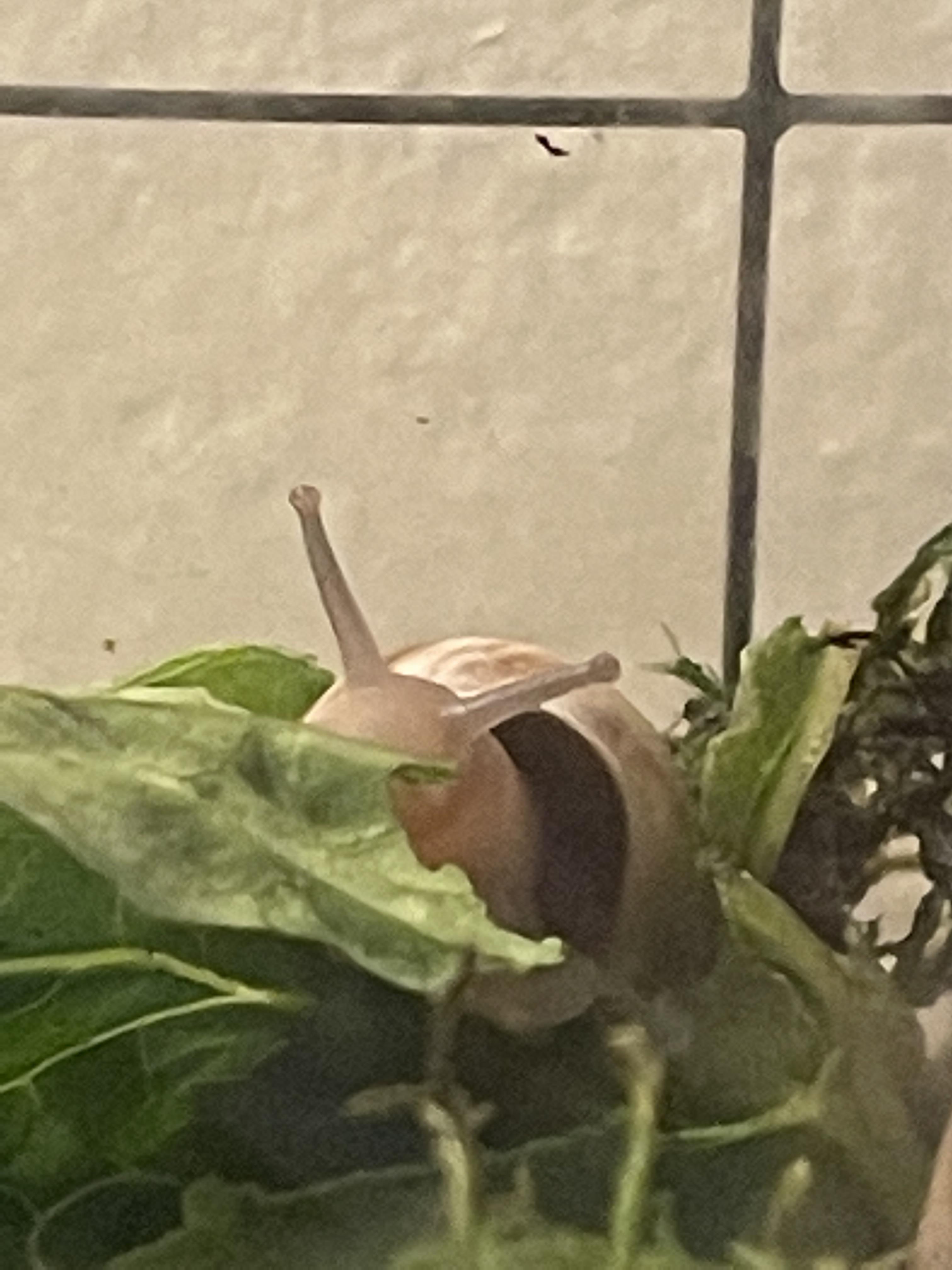 Terrarium too wet for Tom? (Details in comments) r/snails