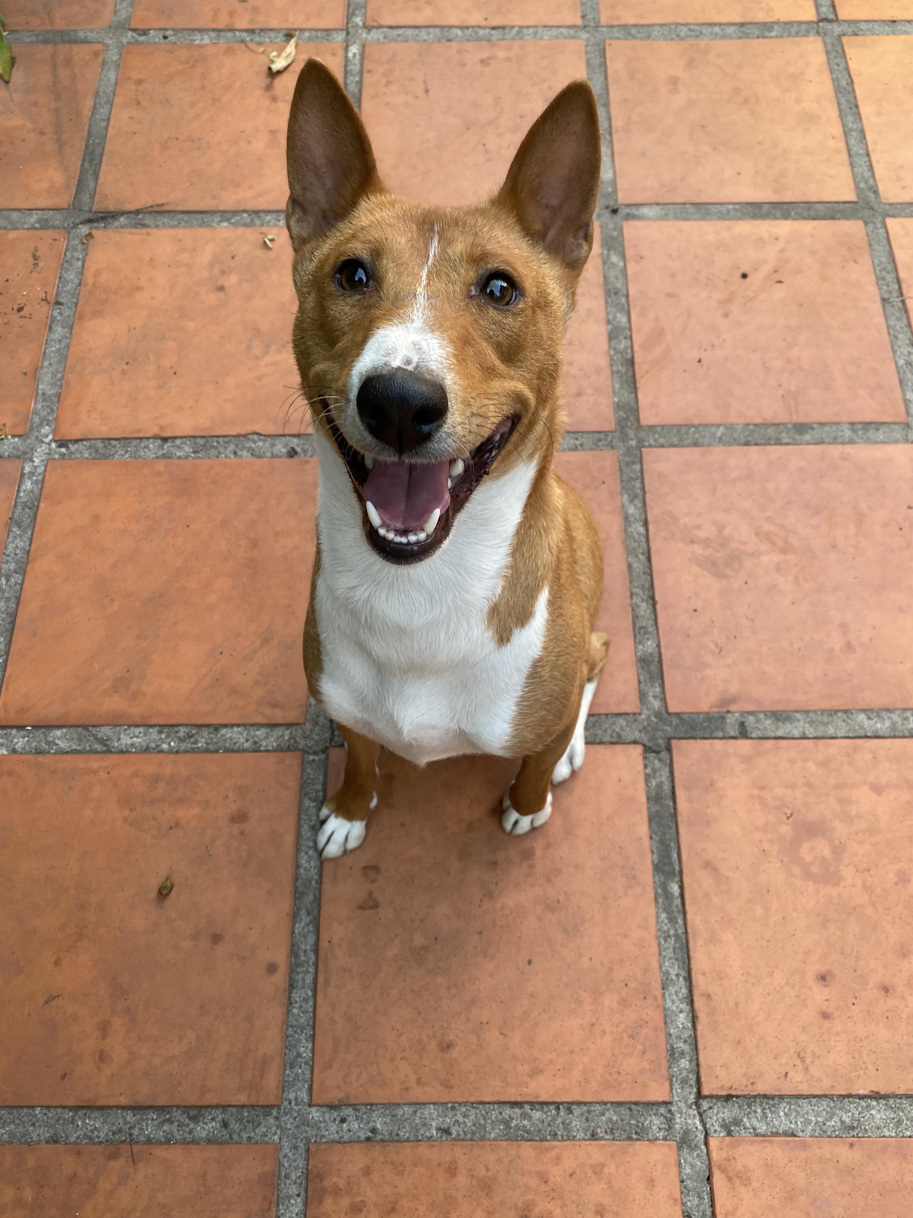 My border collie basenji mix! Basenji