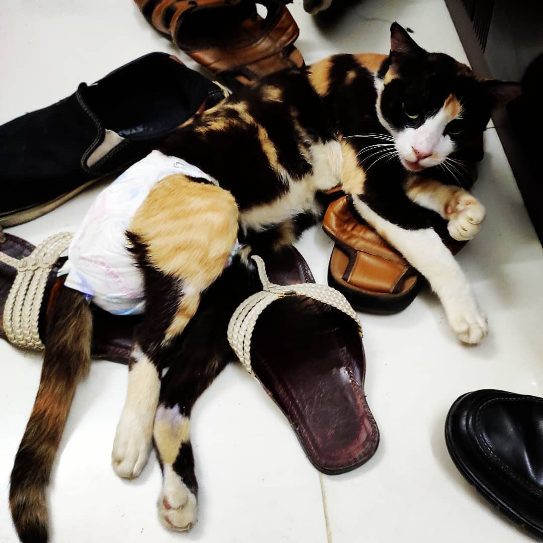 June doesn't want to let me go, so she lays on my shoes. r/cats