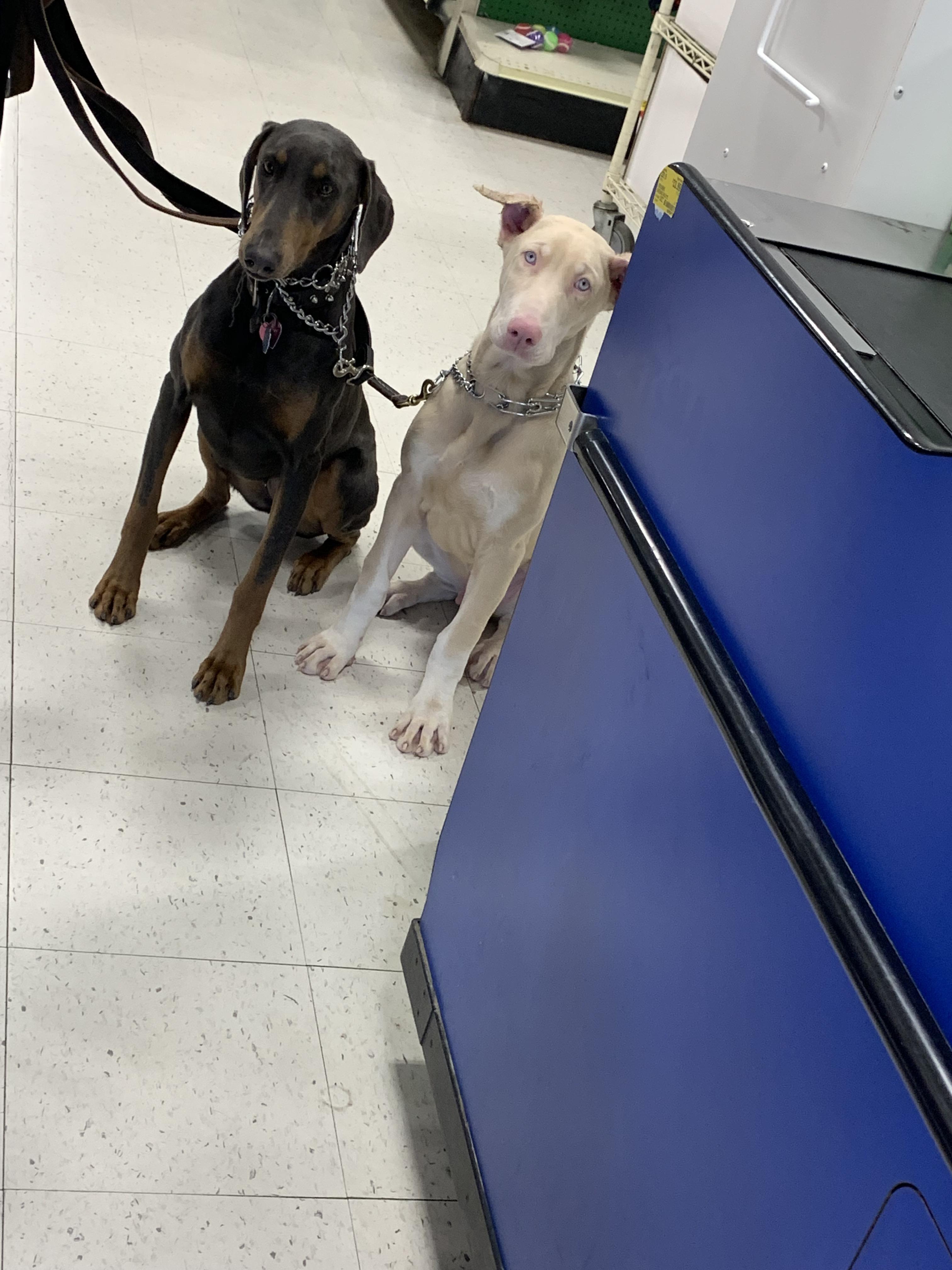 White Doberman with blue eyes next to his brown Doberman