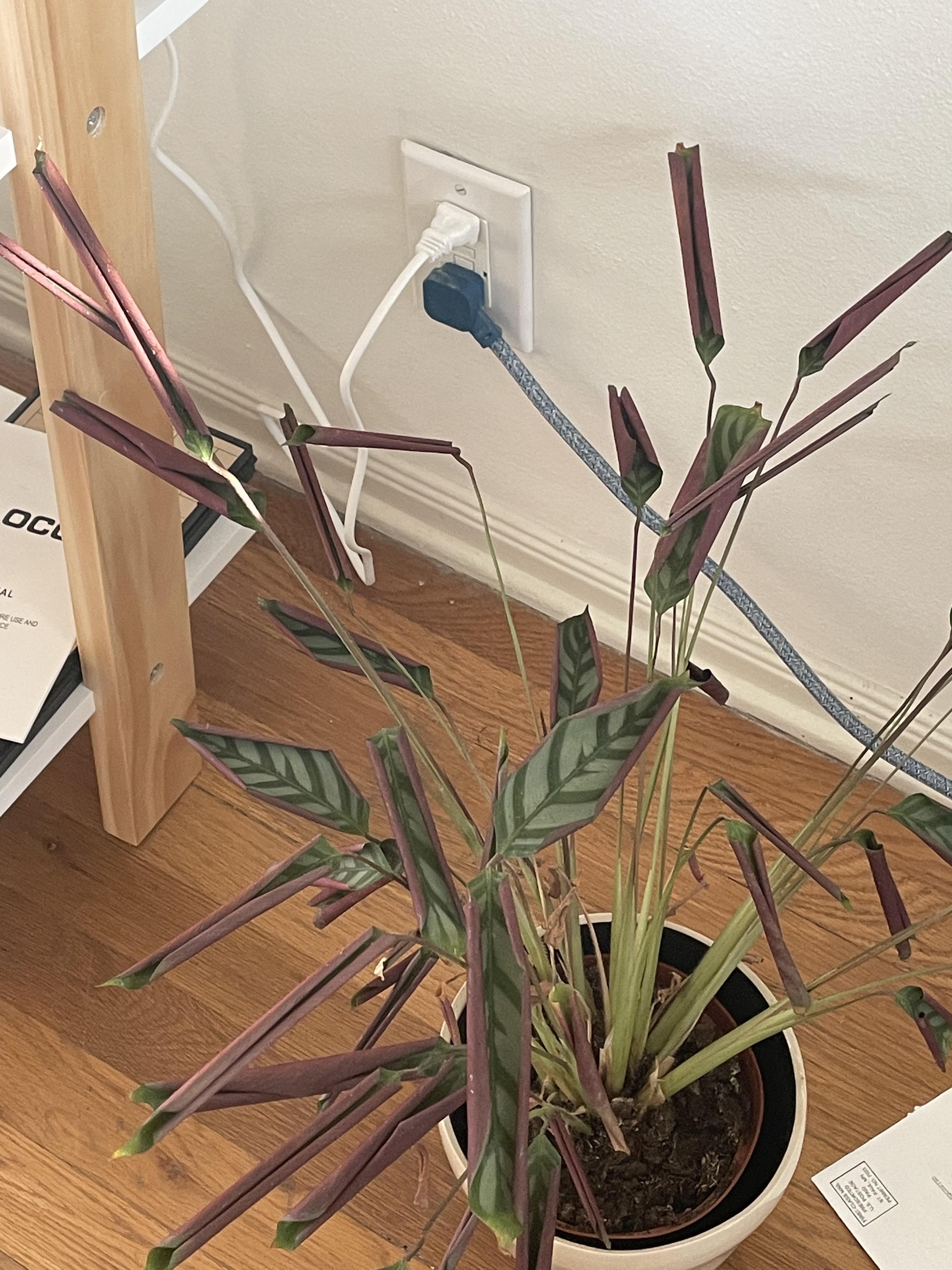 My prayer plant’s leaves started curling. I’ve had it for months and