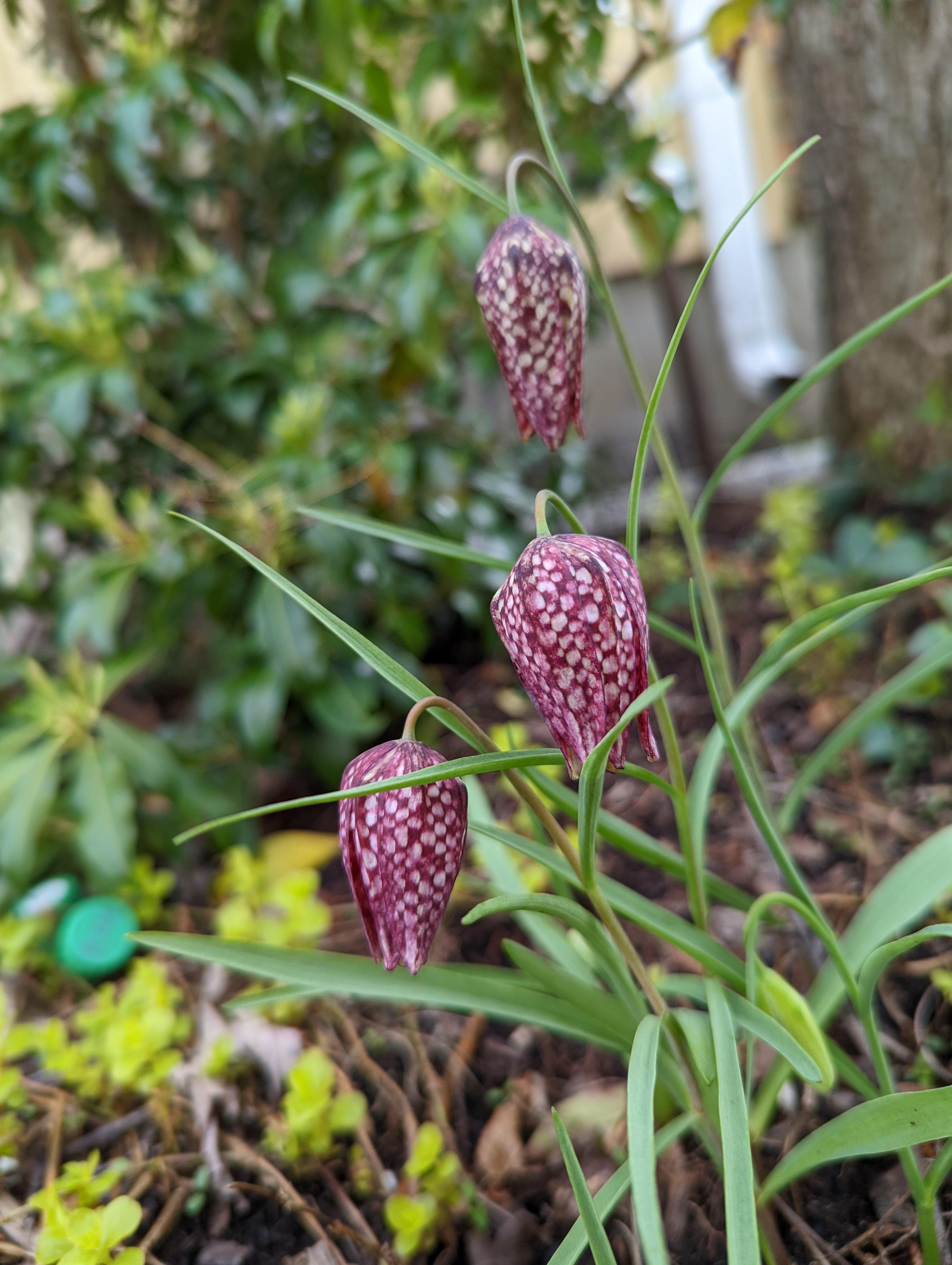 Guinea Hen Flowers. First time for me planting bulbs r/gardening