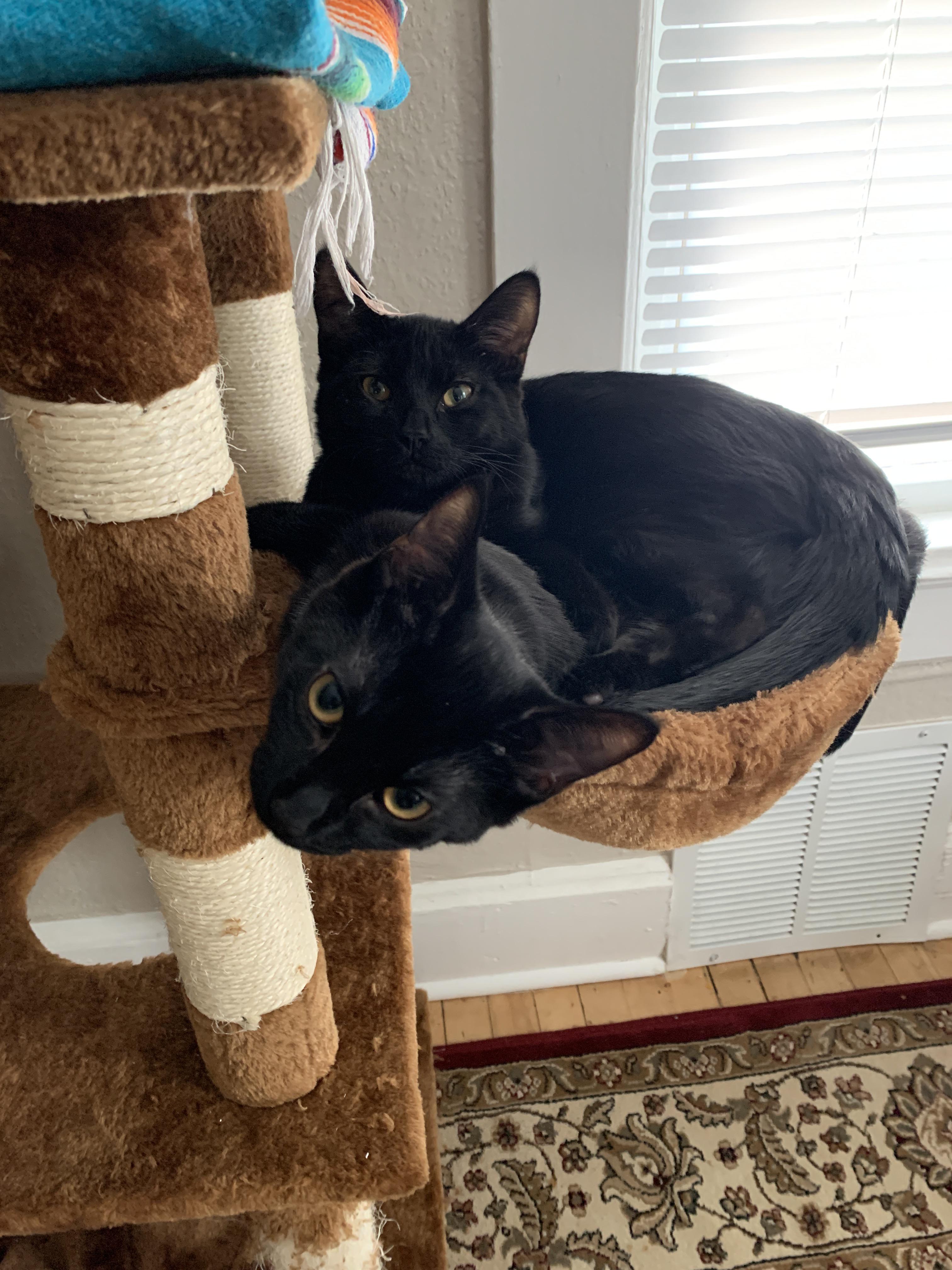Our two 5 month old kittens love squeezing into their little basket