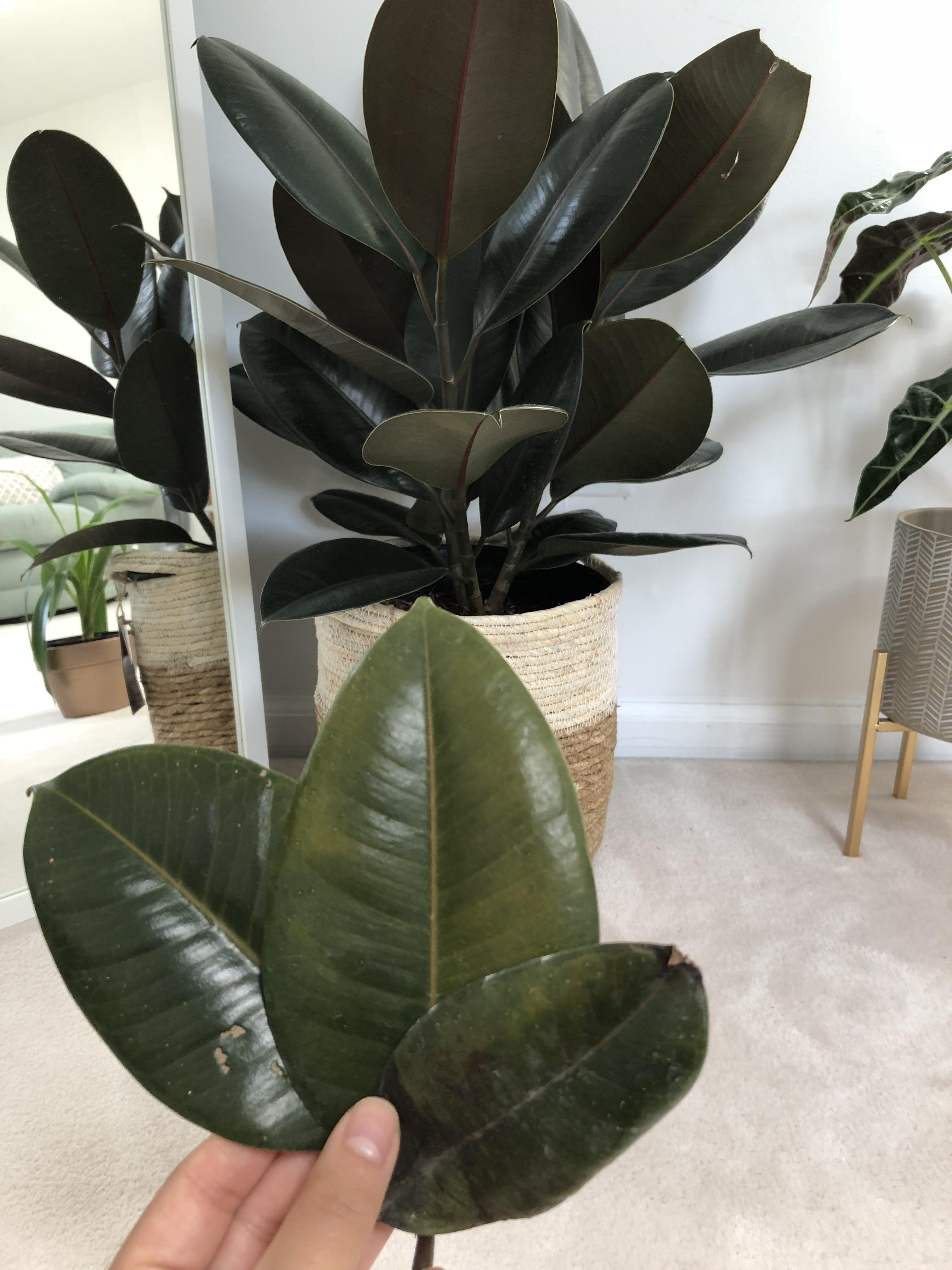 Why is my rubber plant dropping it’s lower leaves? r/houseplants