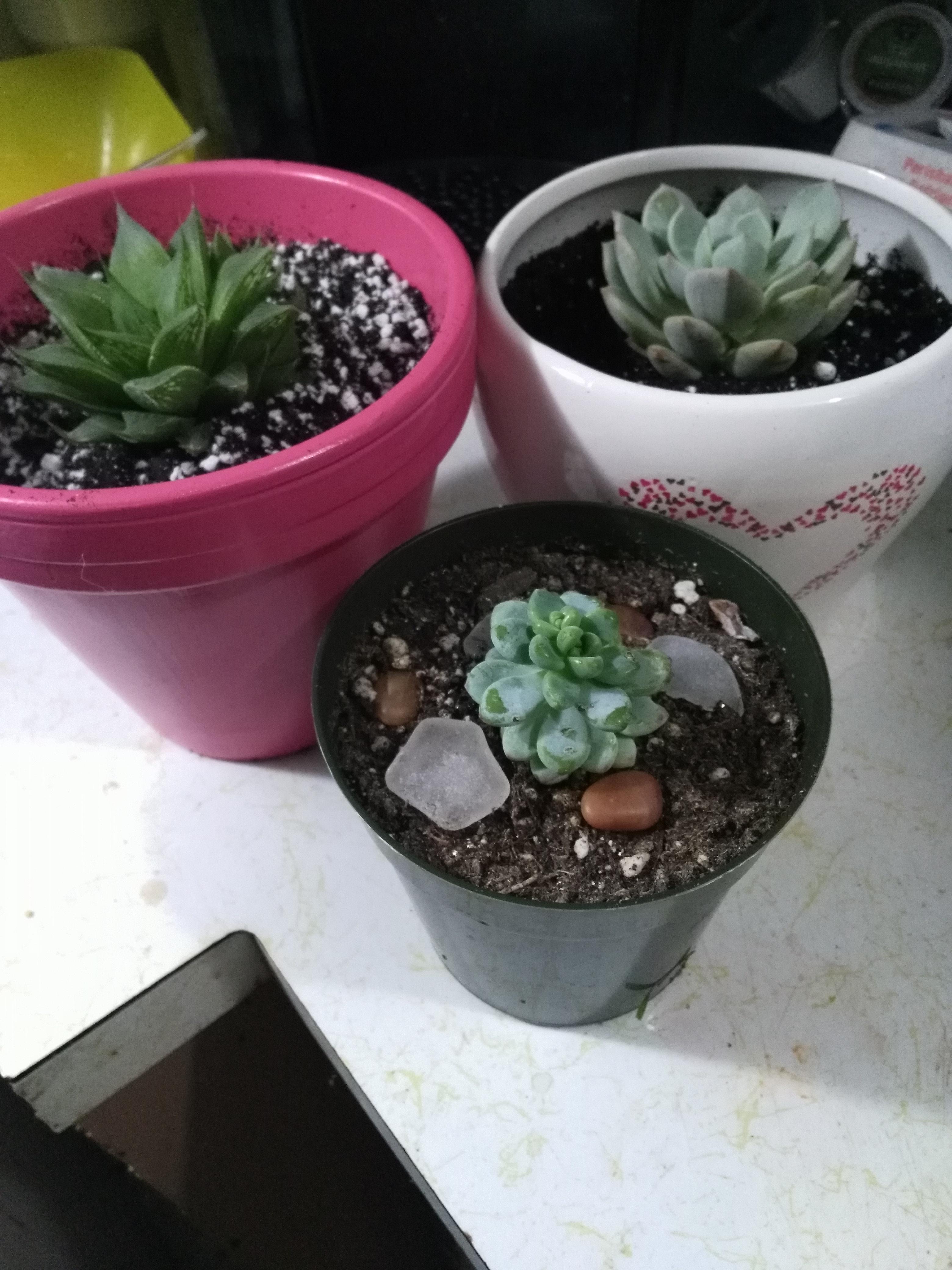 Repotted the back two. Does my haworthia have too much perlite? Help