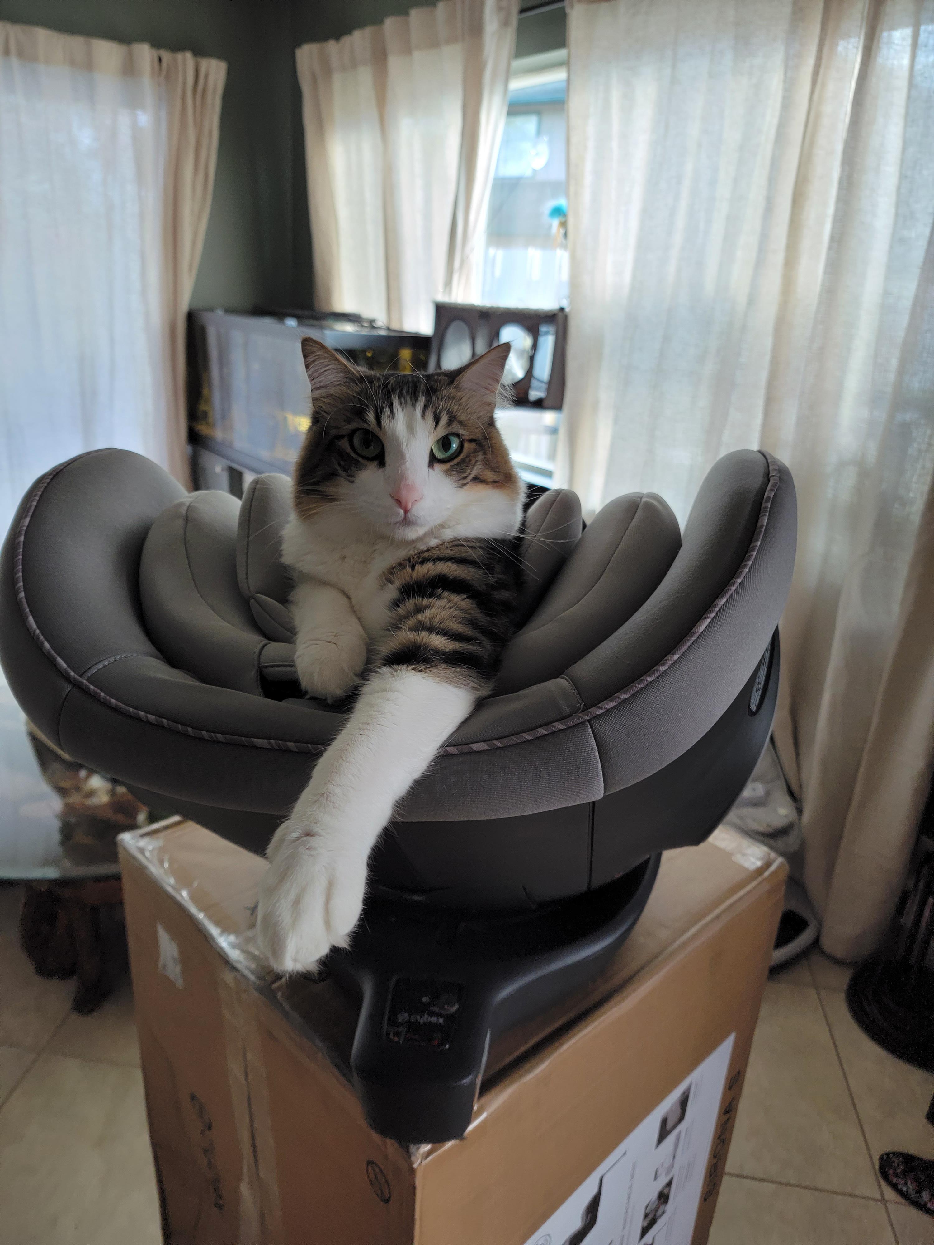 legit question Why is my male cat so dumb at times? He will sit at the