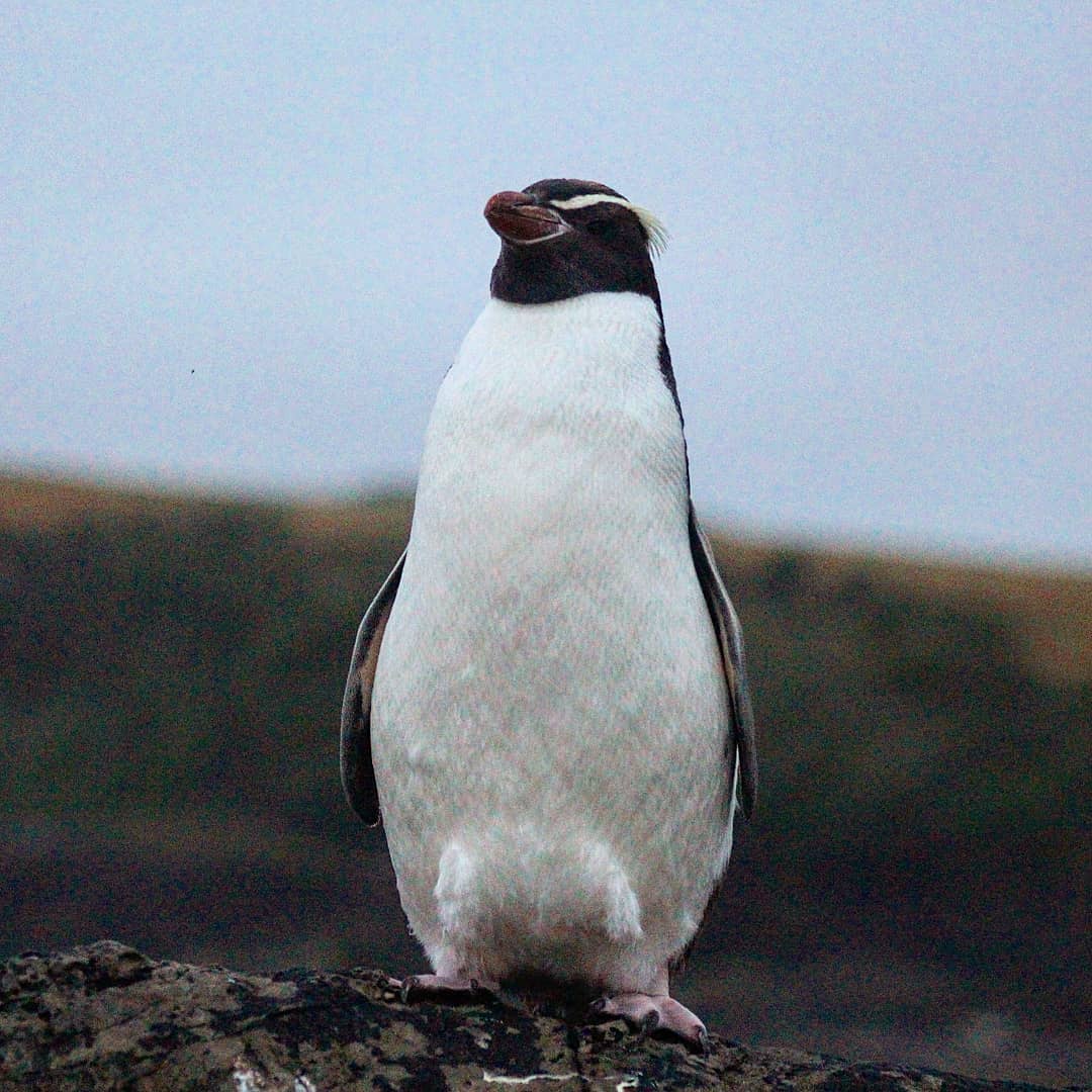 Snares penguin at Curio bay, my first wild penguin ive ever seen. r