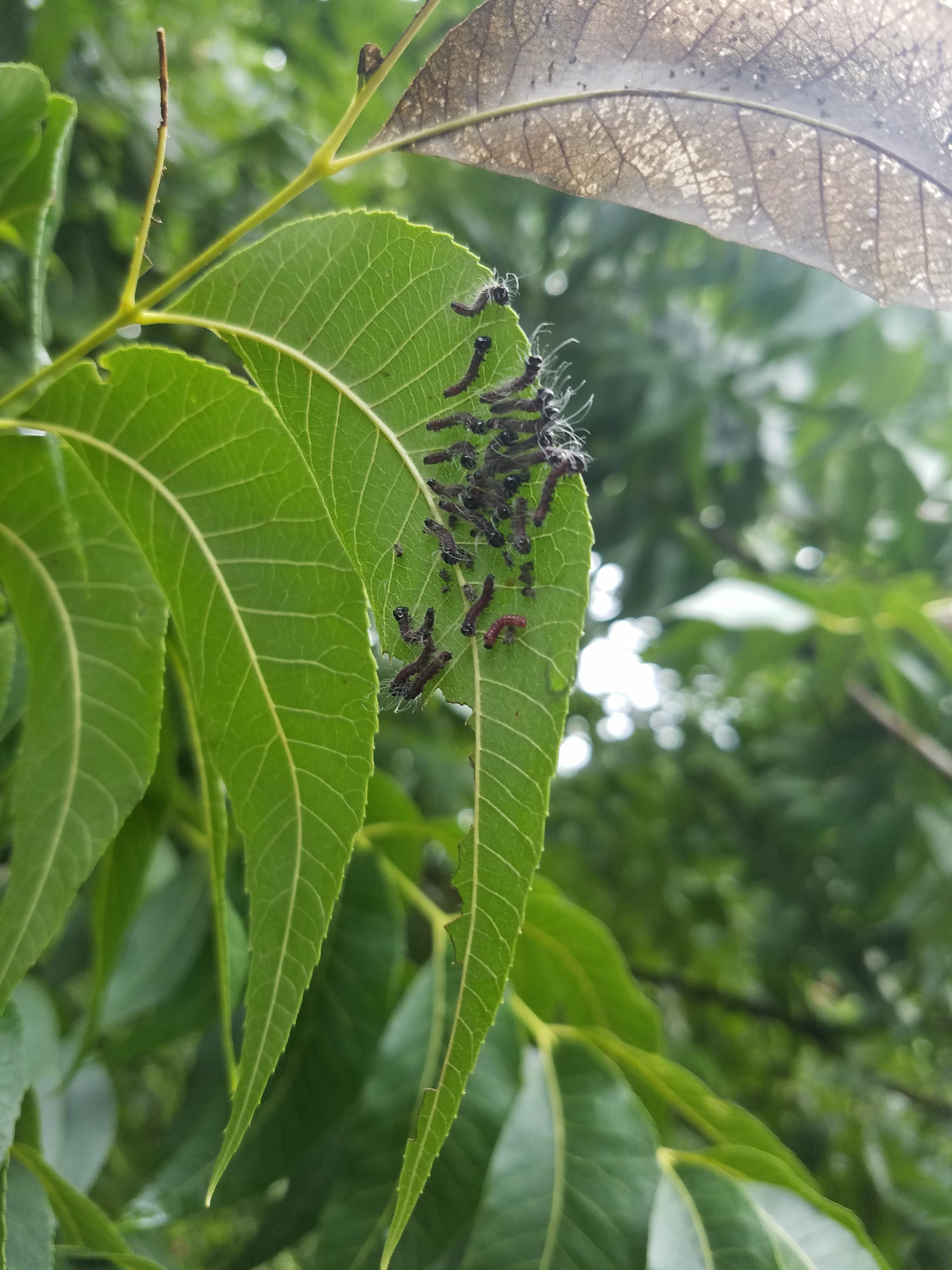 [Central Alabama] Meetup in my pecan tree! r/whatsthisbug