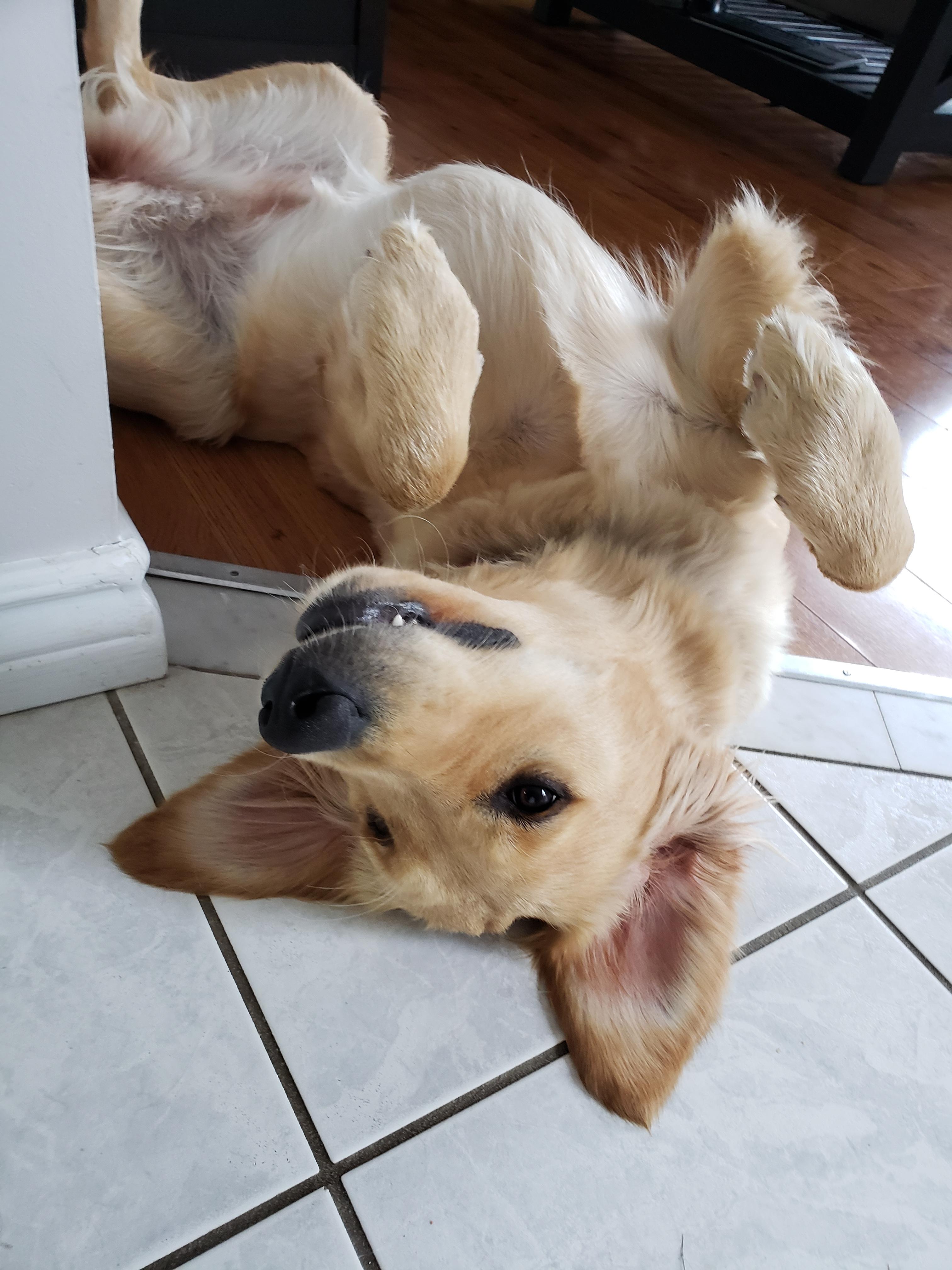 Upside down dog r/aww