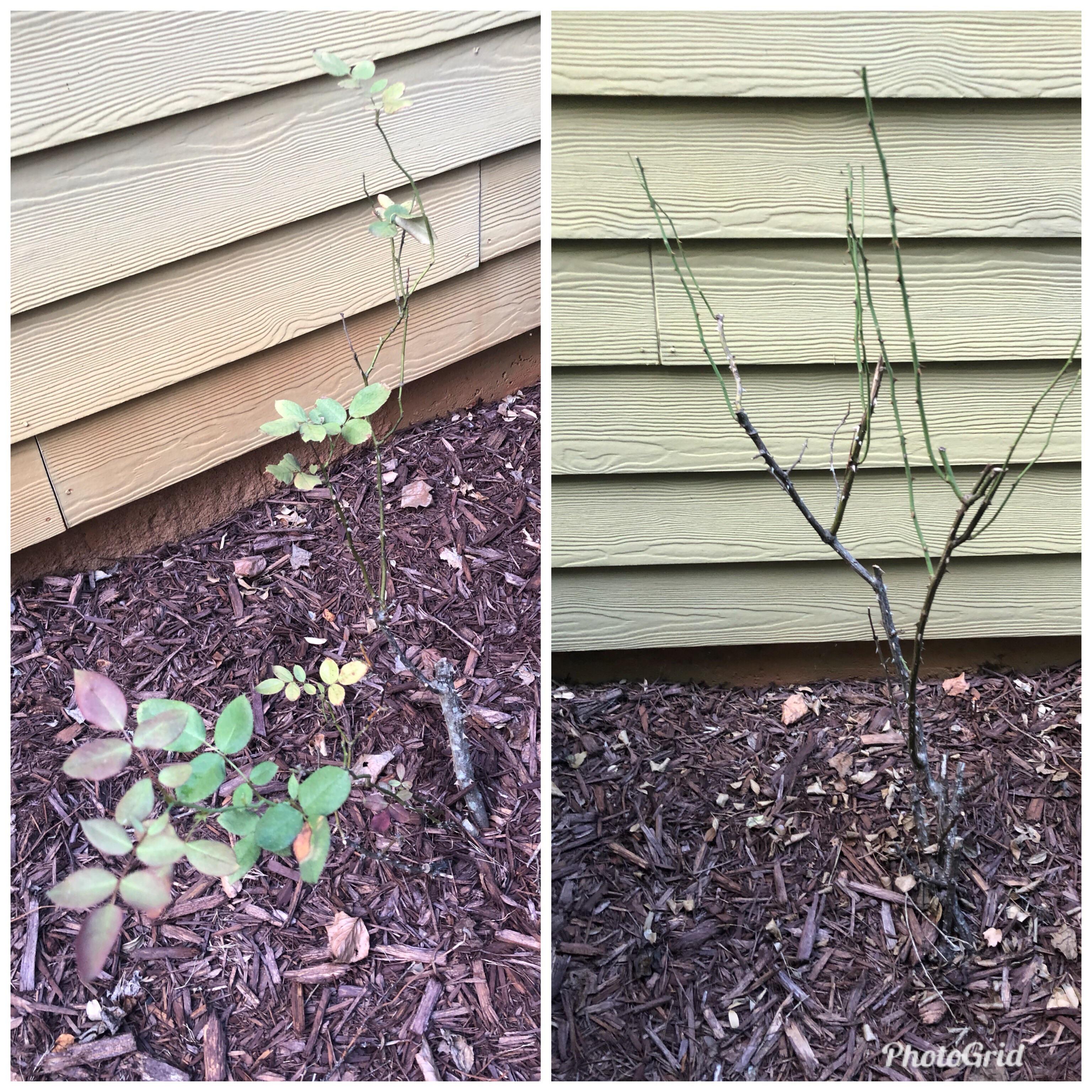 Are my rose bushes salvageable? We’ve had them for 10+ years and they