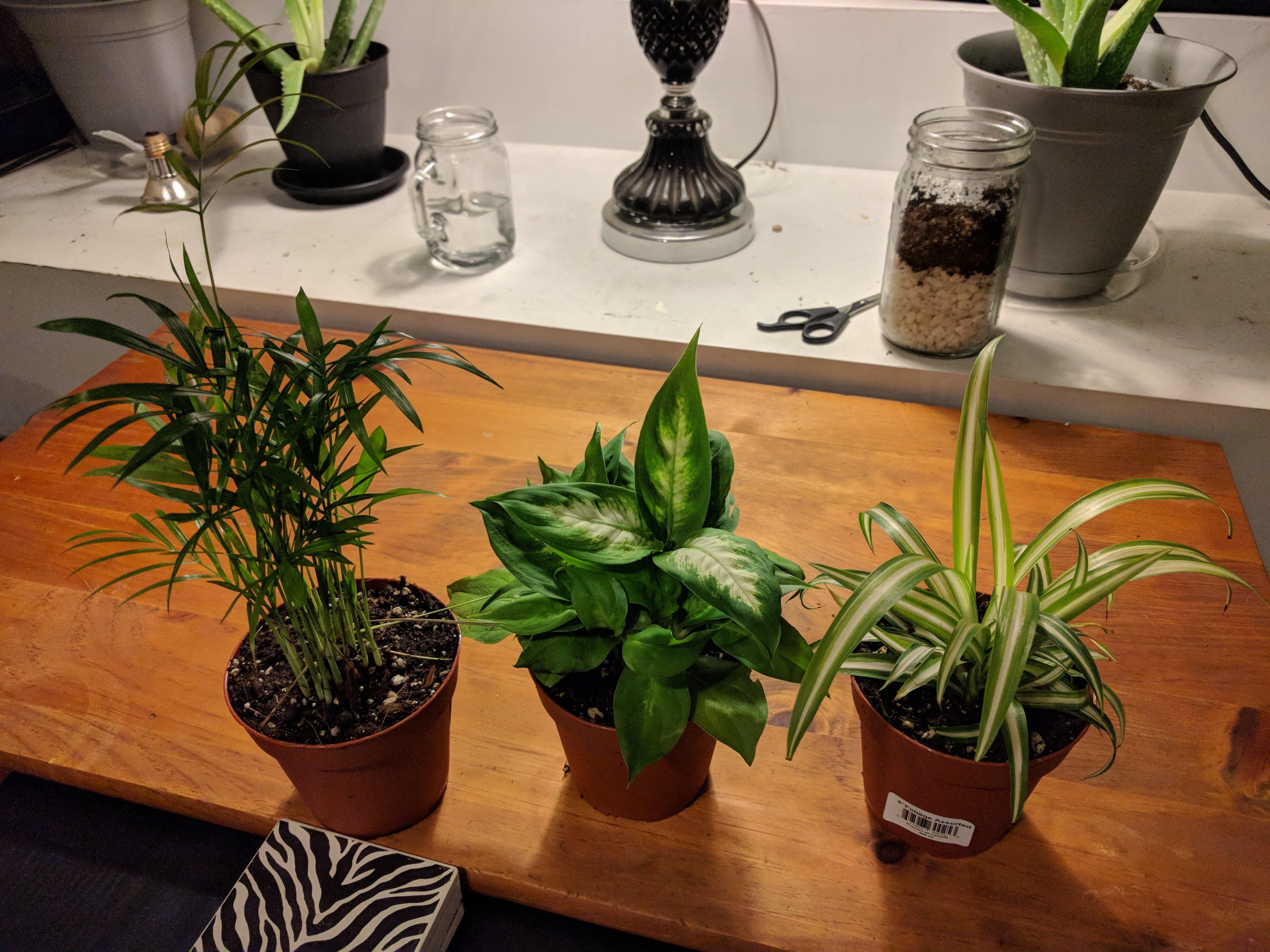 More houseplants in WA state! This time they're labeled 'Foliage