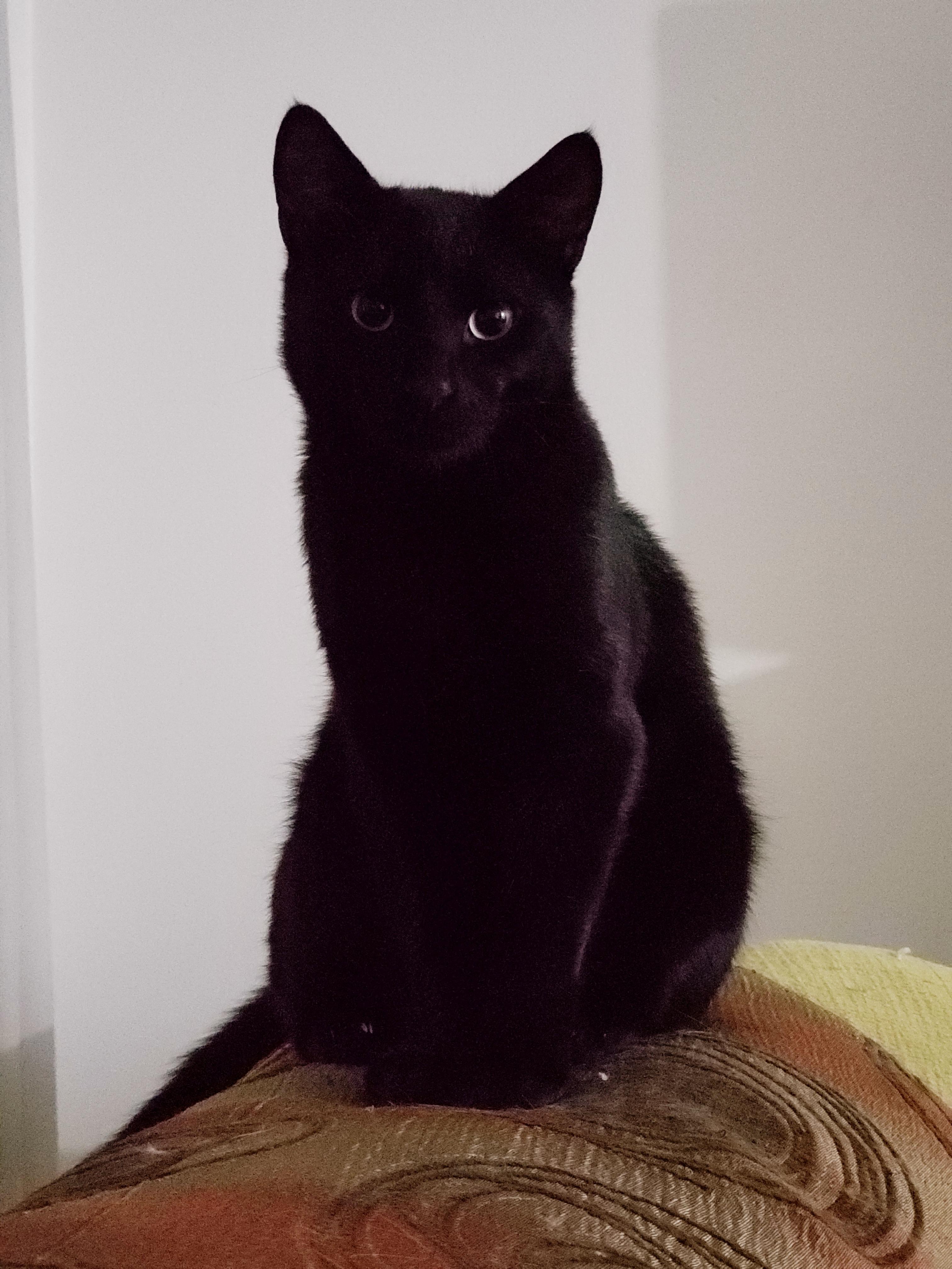 My lovely black cat, his name is Kuro (means black in japanese) r