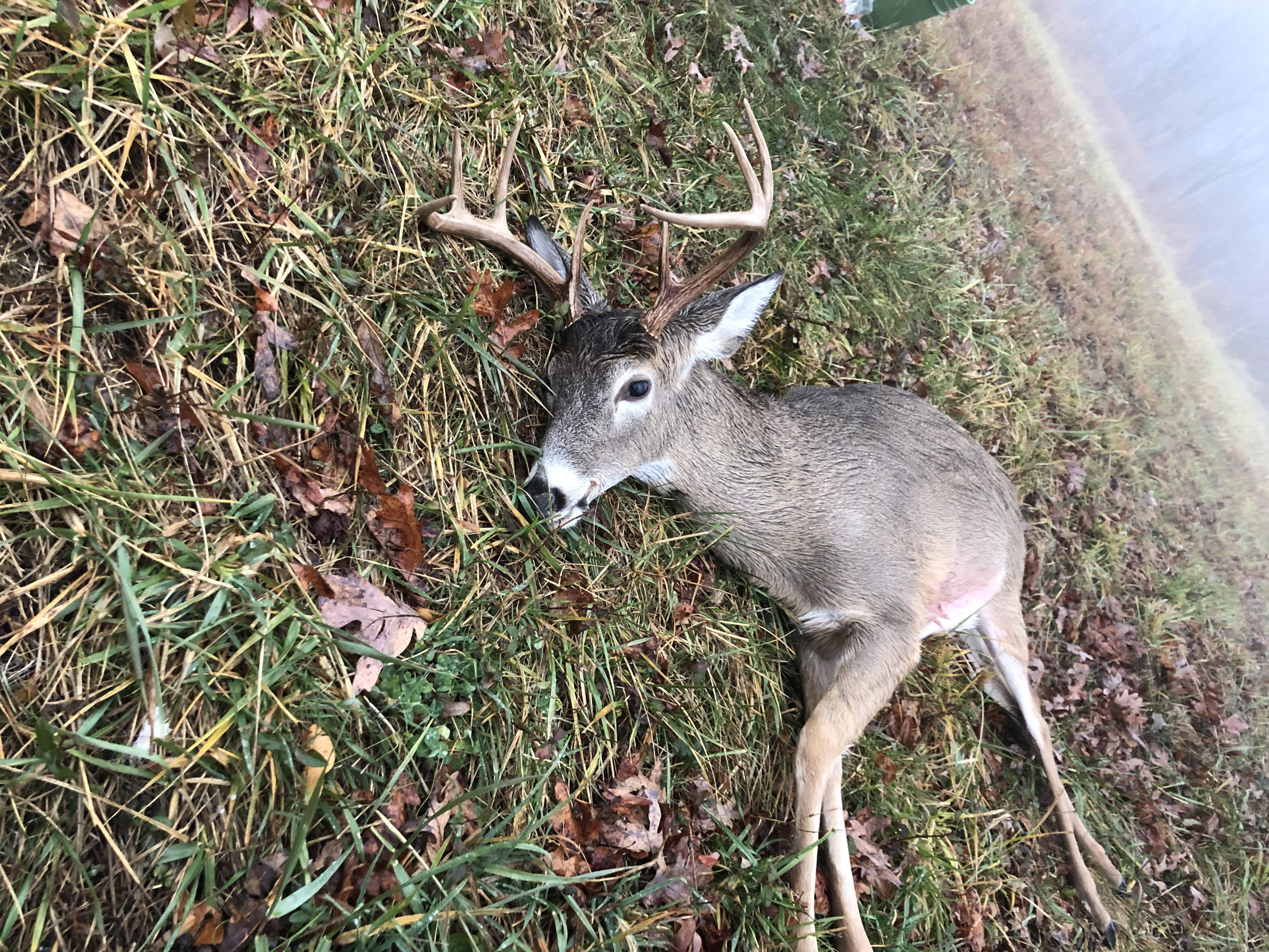 Hunting in the rain this morning paid off! r/VAHunting
