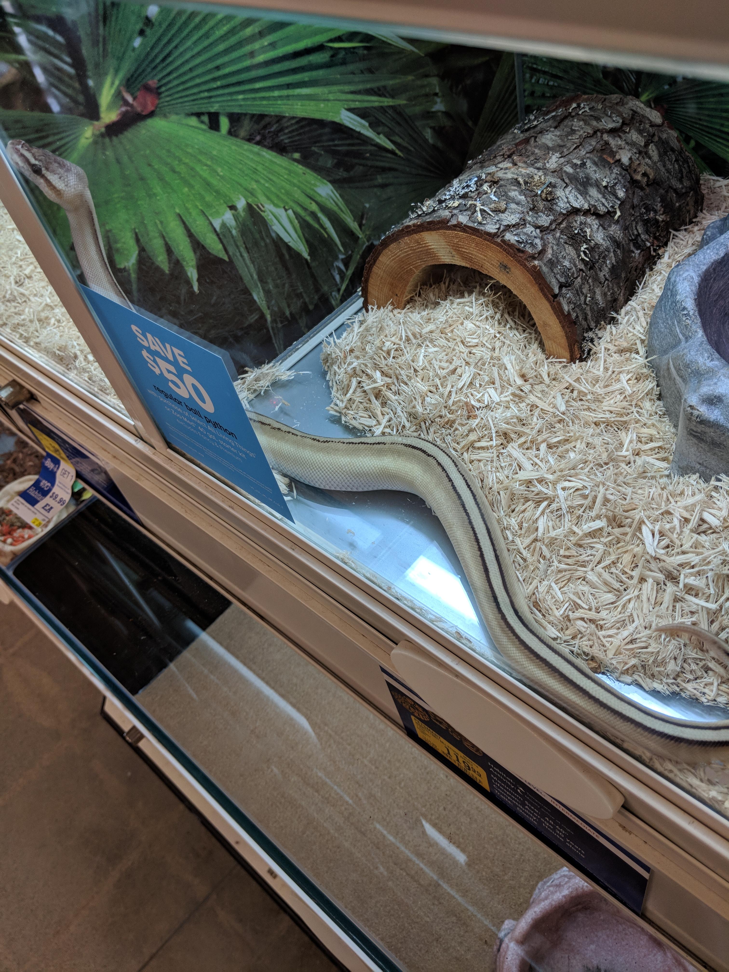 Hey quickly can somebody tell me how much this ball python is? I came