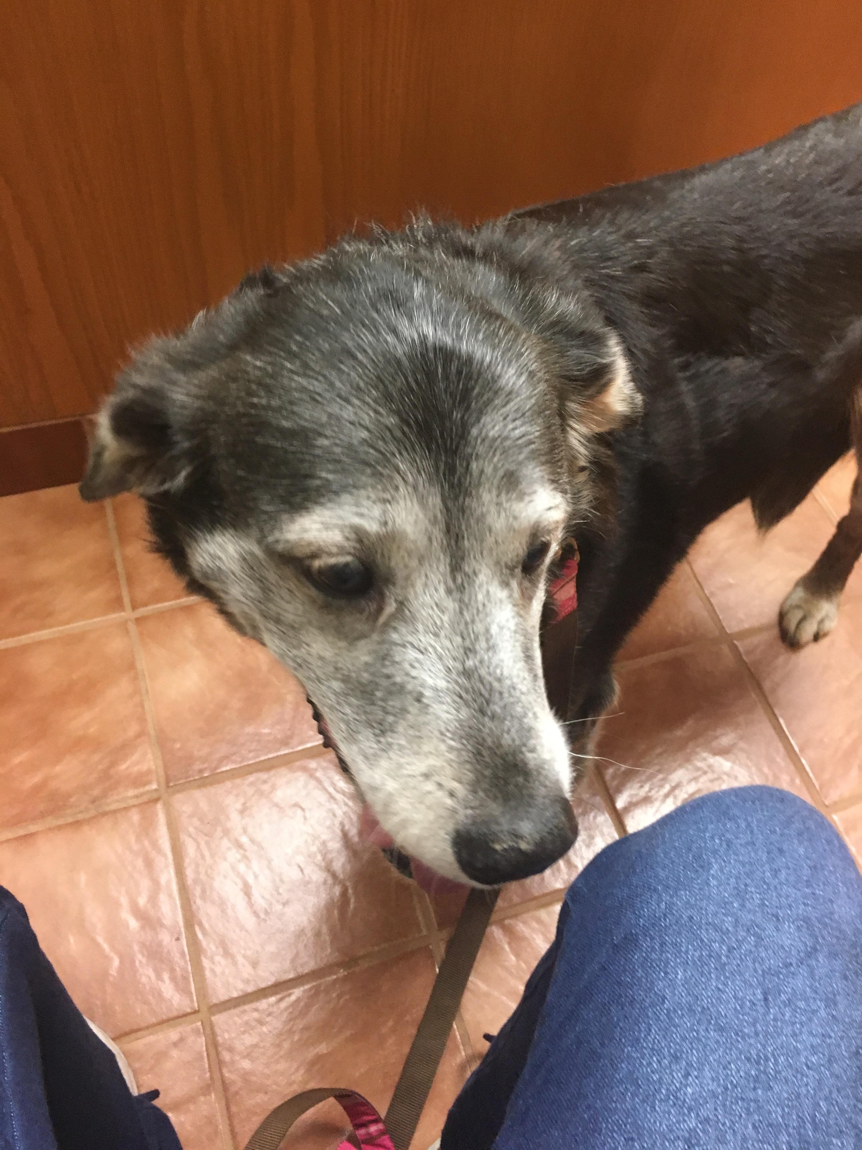 Trip to the vet for her ears (double ear infection) r/dogpictures