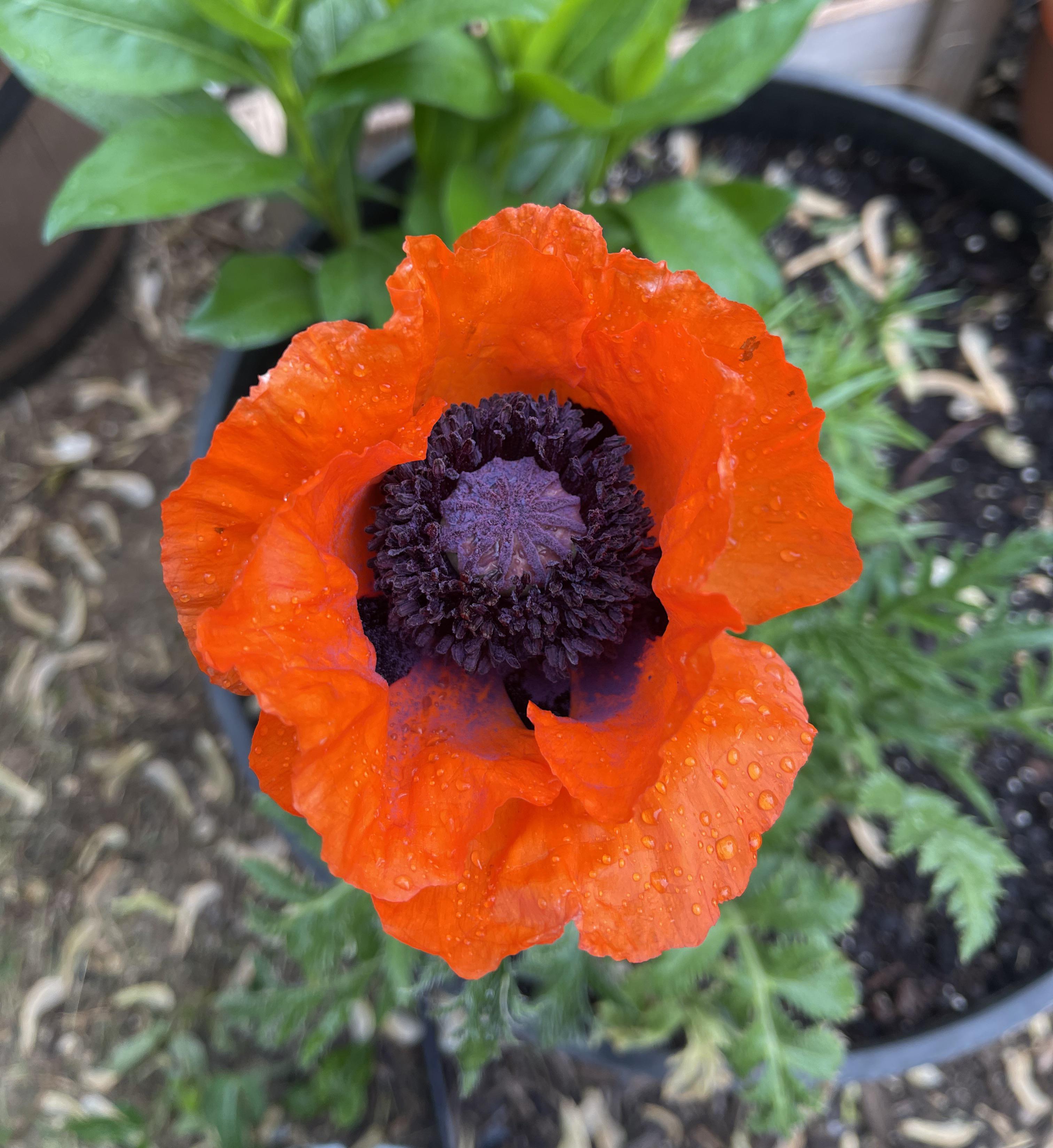 My Poppy is popping haha isn’t it beautiful? r/gardening