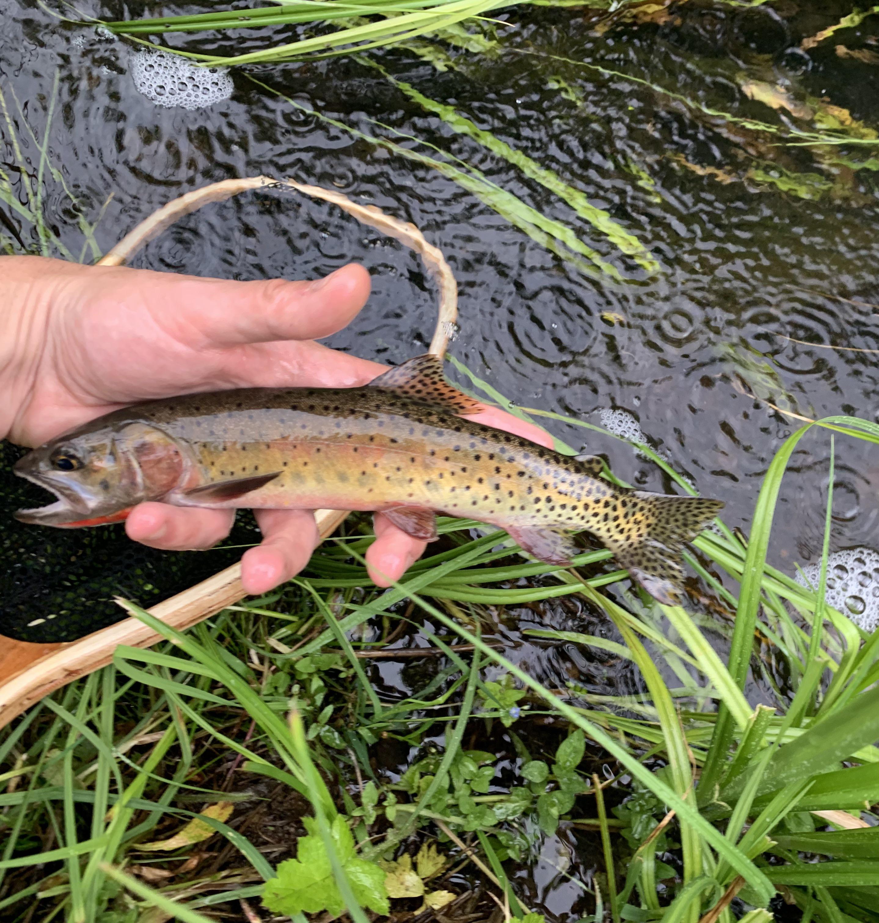 Beautiful Rio Grande Cutthroat from today made fishing in the rain