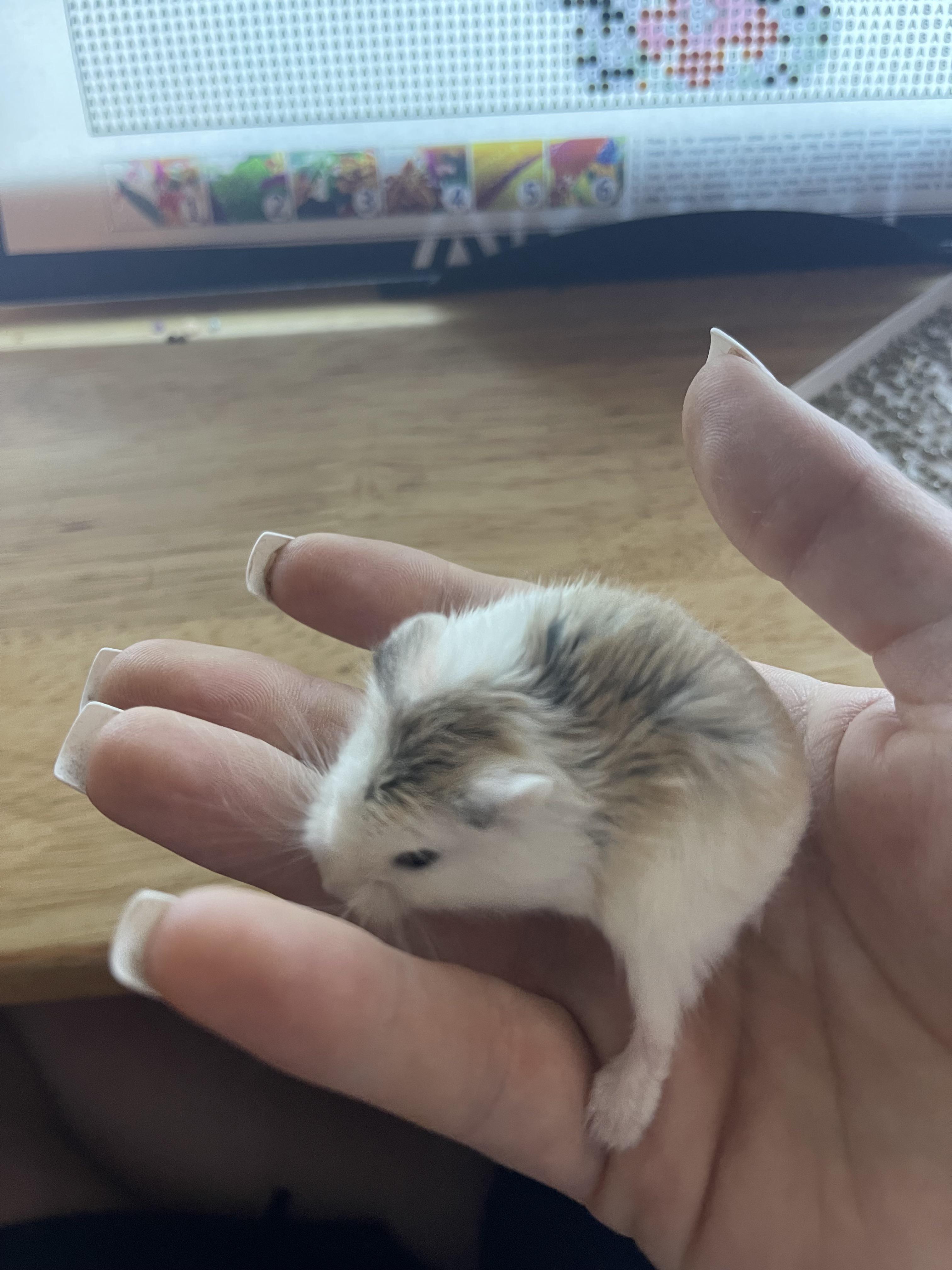 My new girl, Toast r/hamsters
