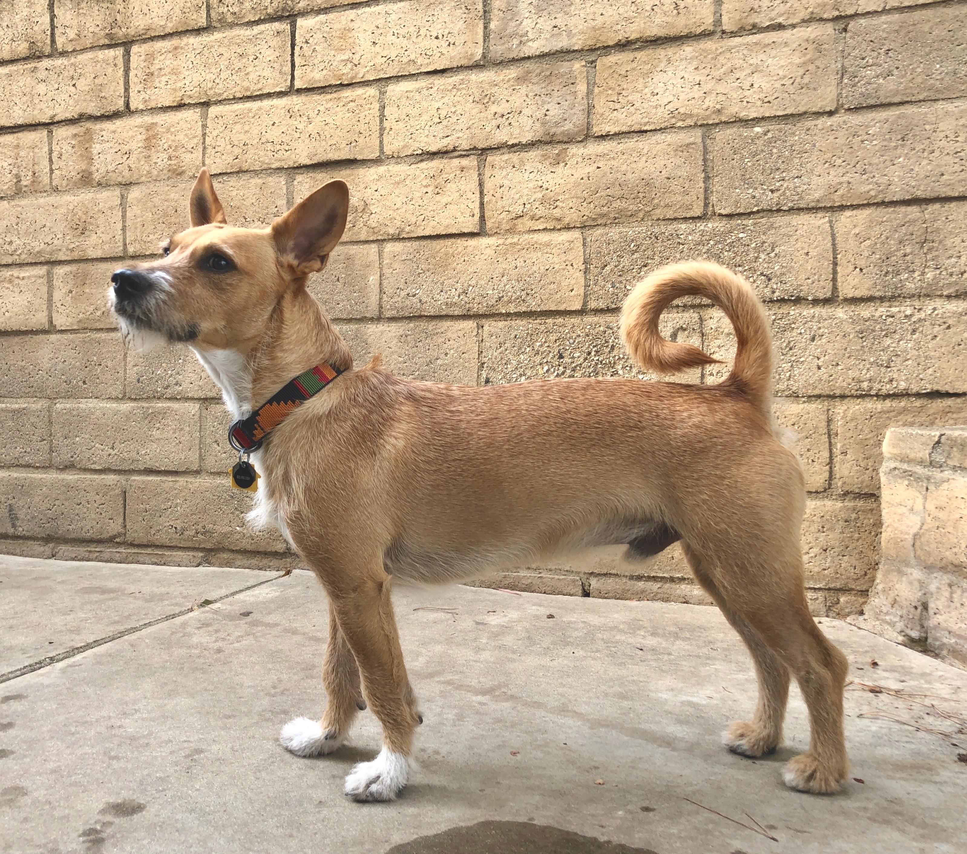 Village dog from Peru, any guesses? 23 y/o, 25 lbs, 15
