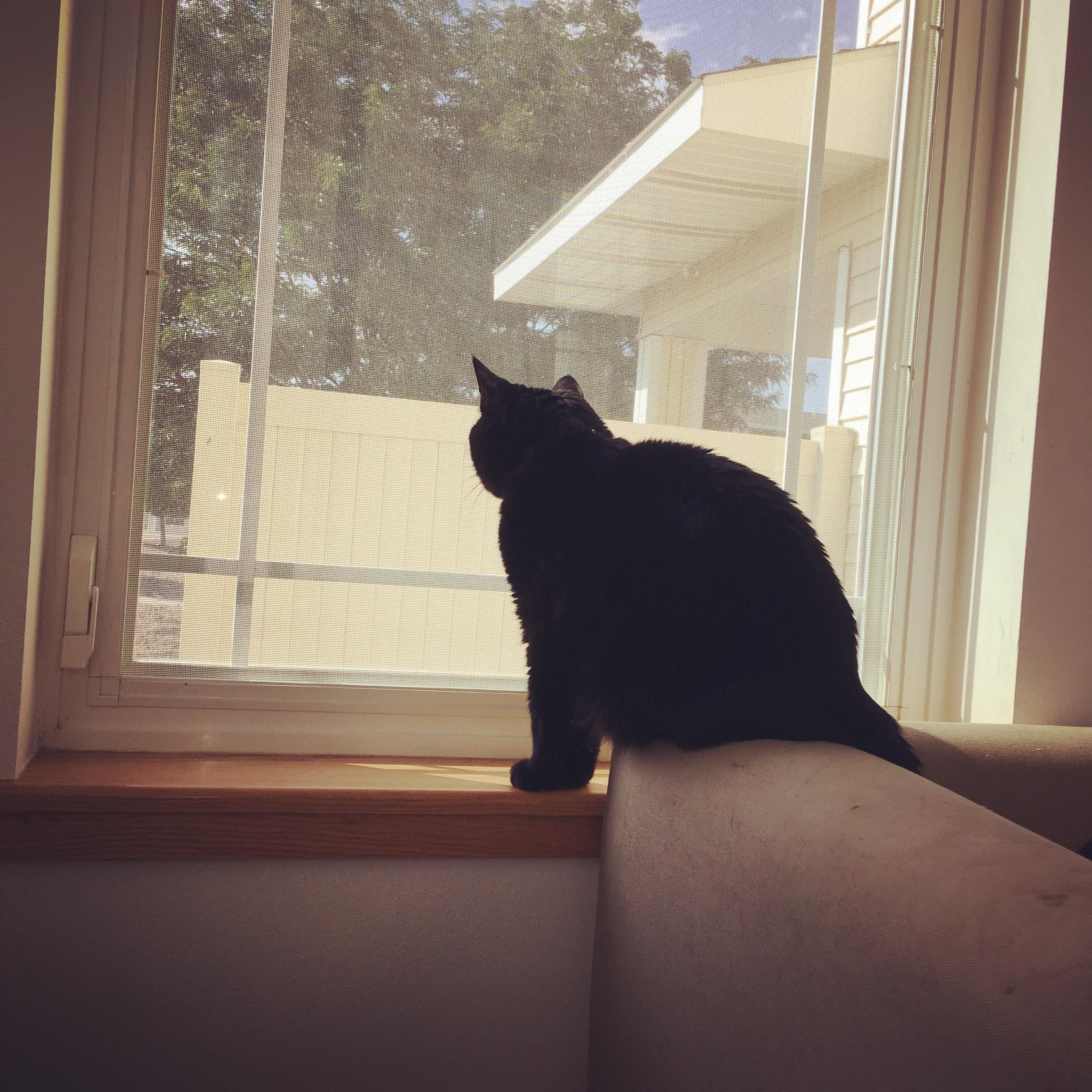 Why do cats sit like this? r/blackcats