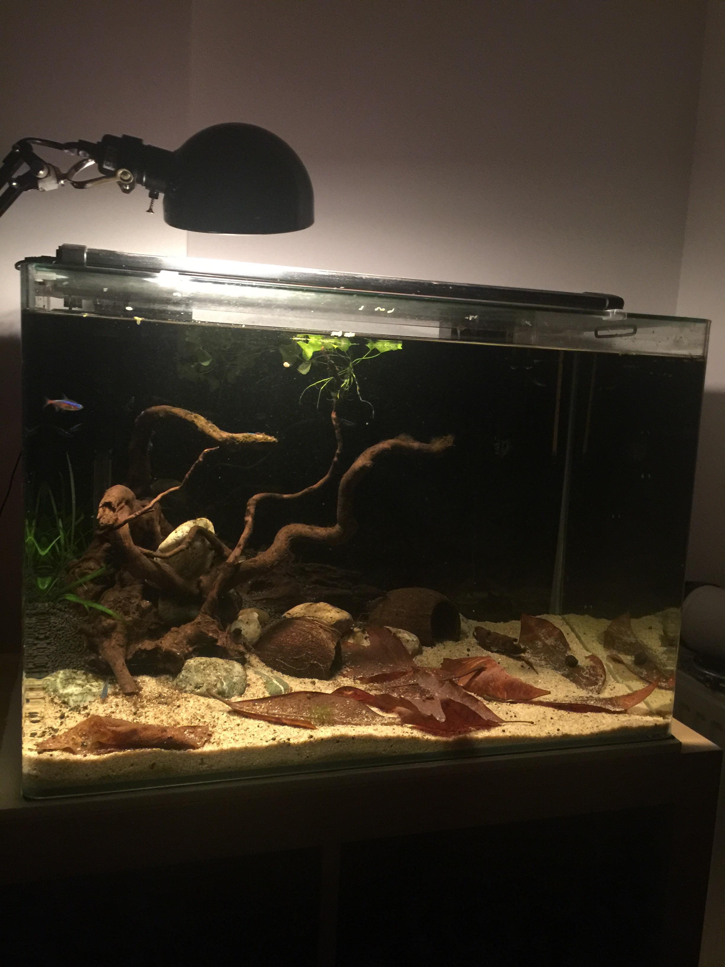 working on a blackwater aquarium r/Aquariums