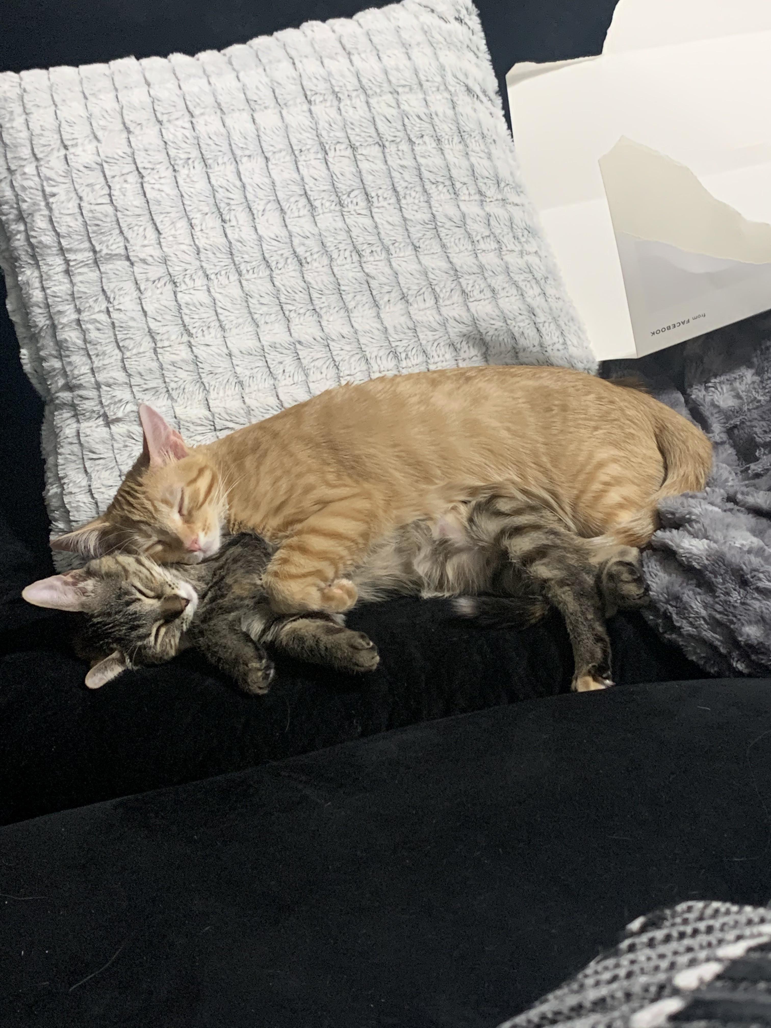 My first two cats. Brother and sister Bondedpairs