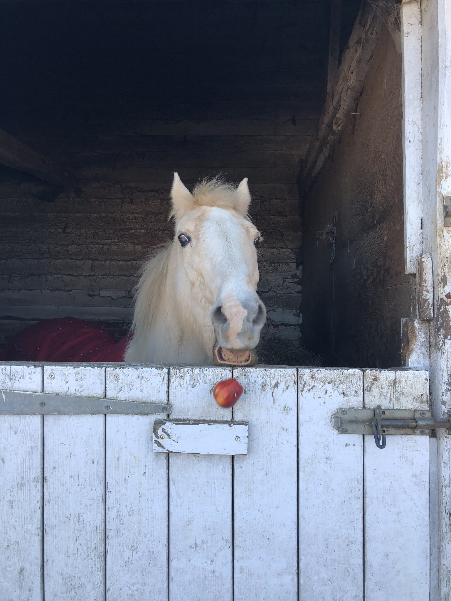 PsBattle This horse that just dropped its apple