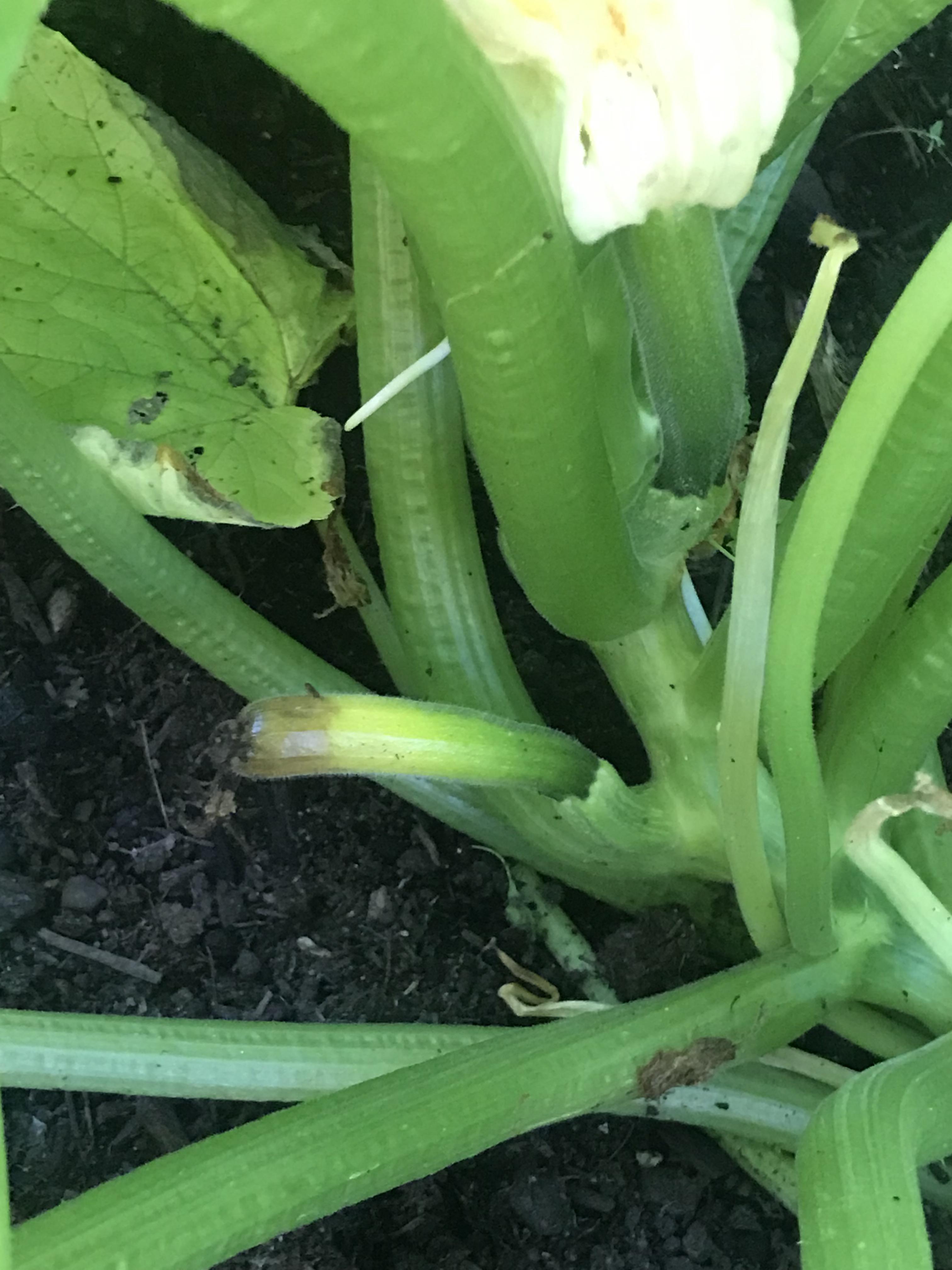 What is killing my zucchini? Help! The squash grows a couple inches and