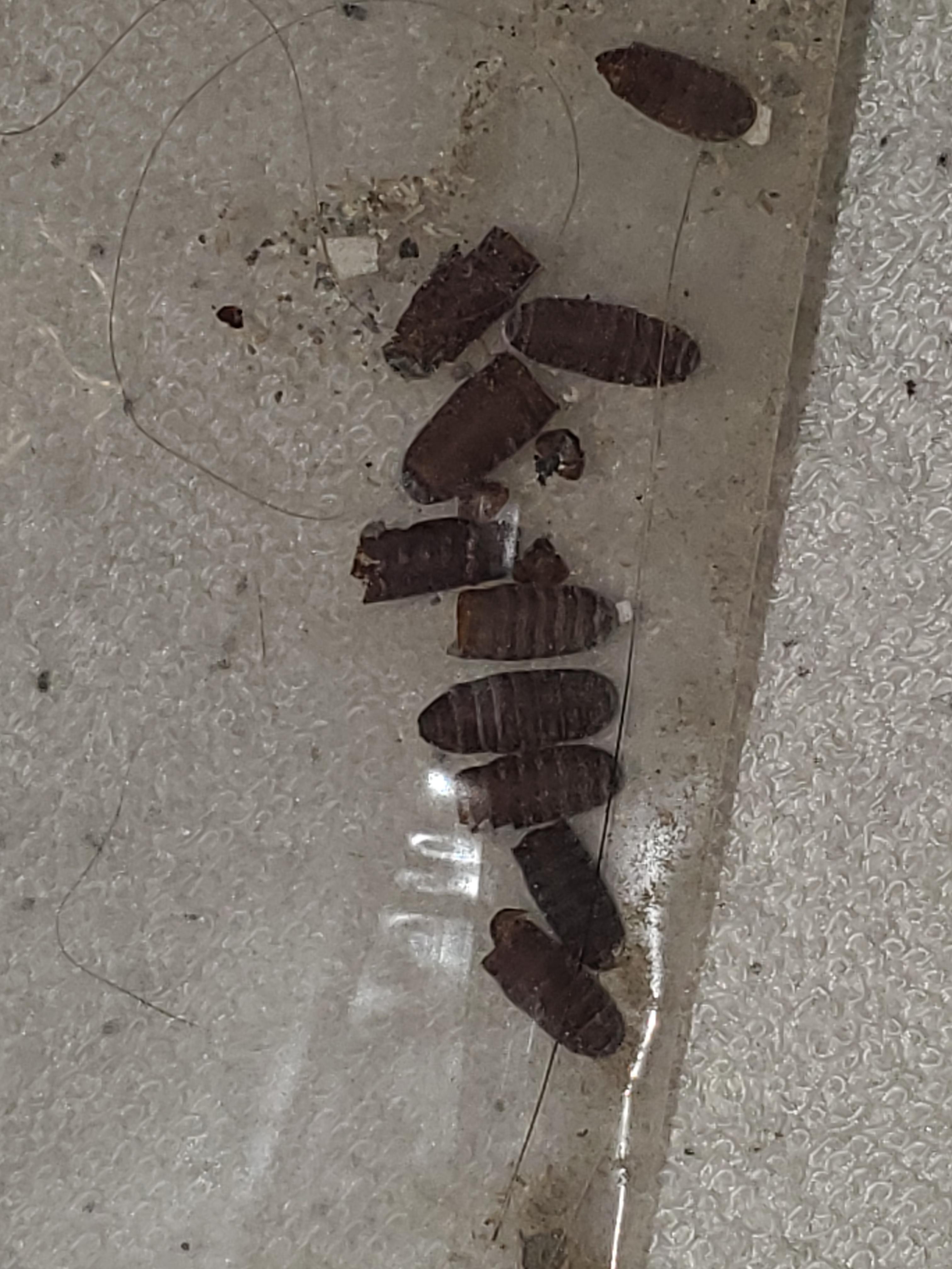 I dont think these are bed bug casings, but have no idea what they are