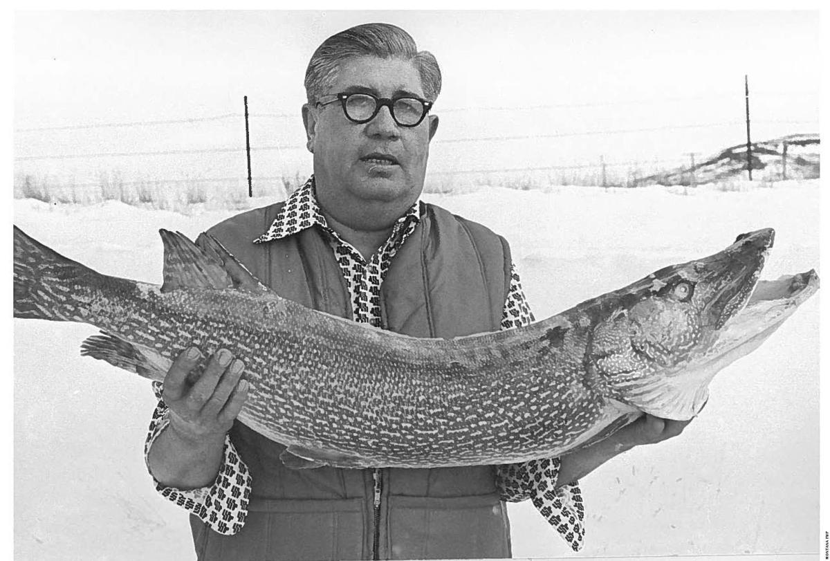 Montana State record Northern Pike 37.5lbs, caught in Tongue River