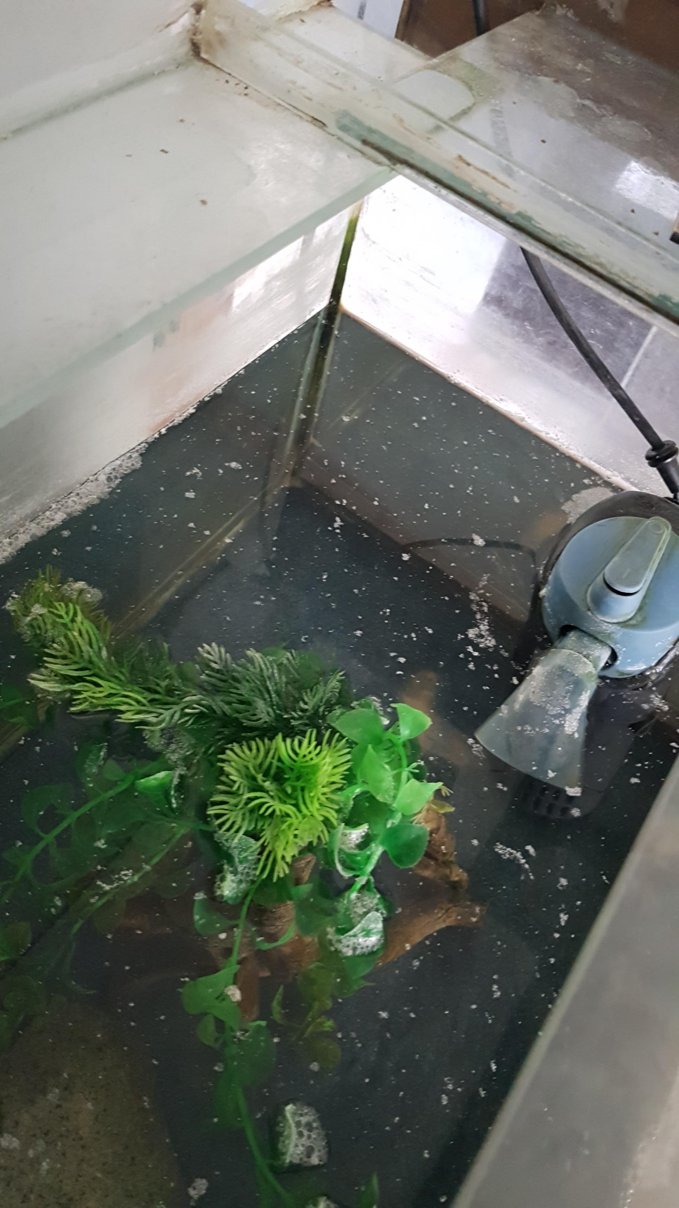 Strange white slime on dojo loach tank? r/Aquariums