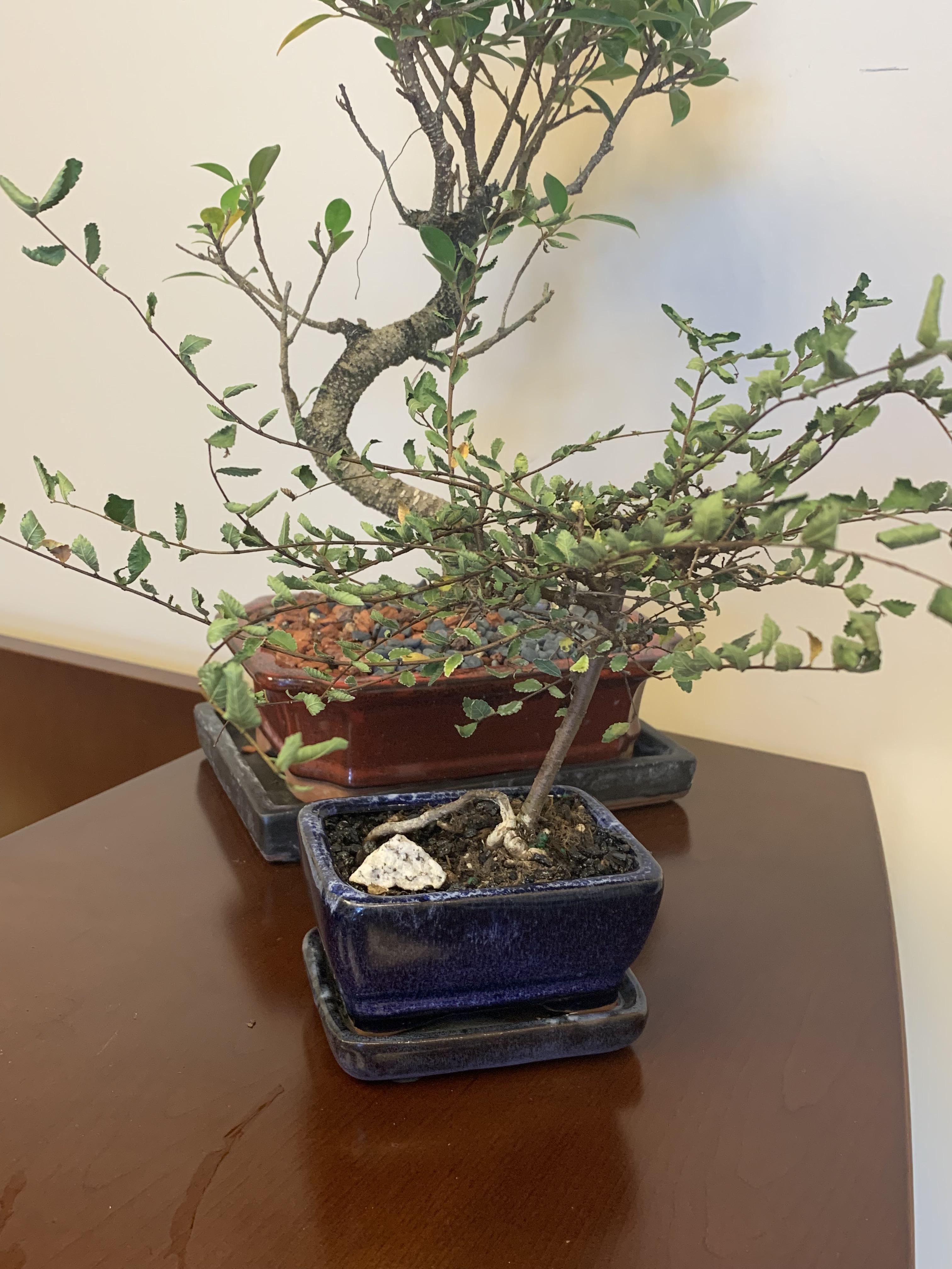 Japanese Elm help. New bonsai for me. I’ve been watering it when the